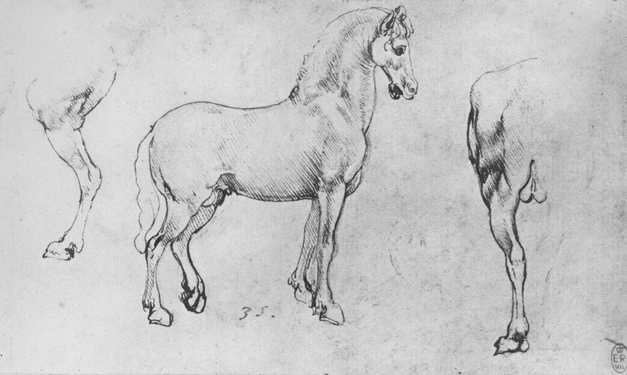 Studie av en häst, dess nära bakben och dess bakdelar, c1480 1945 av Leonardo da Vinci