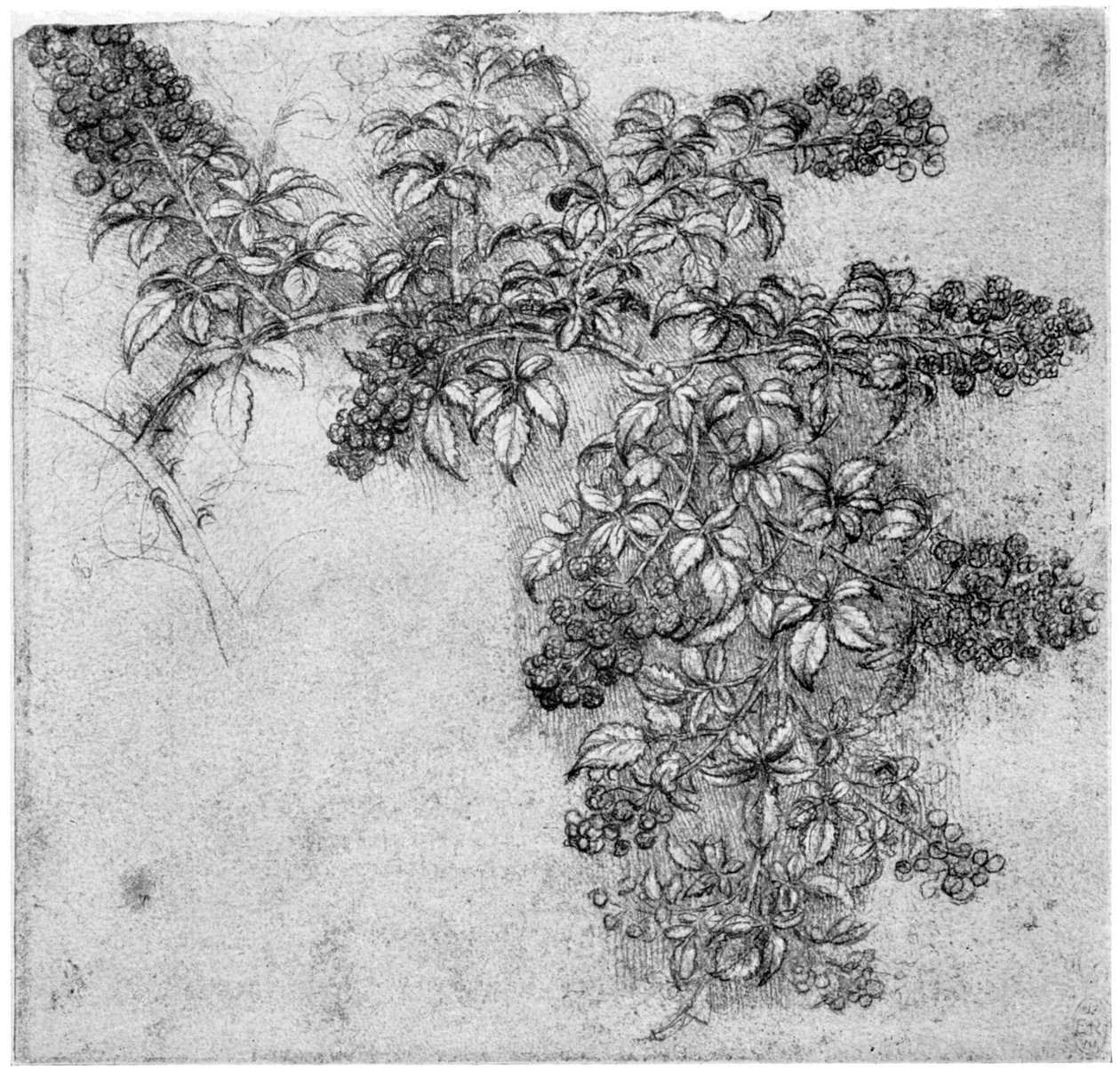 Studie av en björnbärsgren, sent 1400-tal eller tidigt 1500-tal 1954 av Leonardo da Vinci