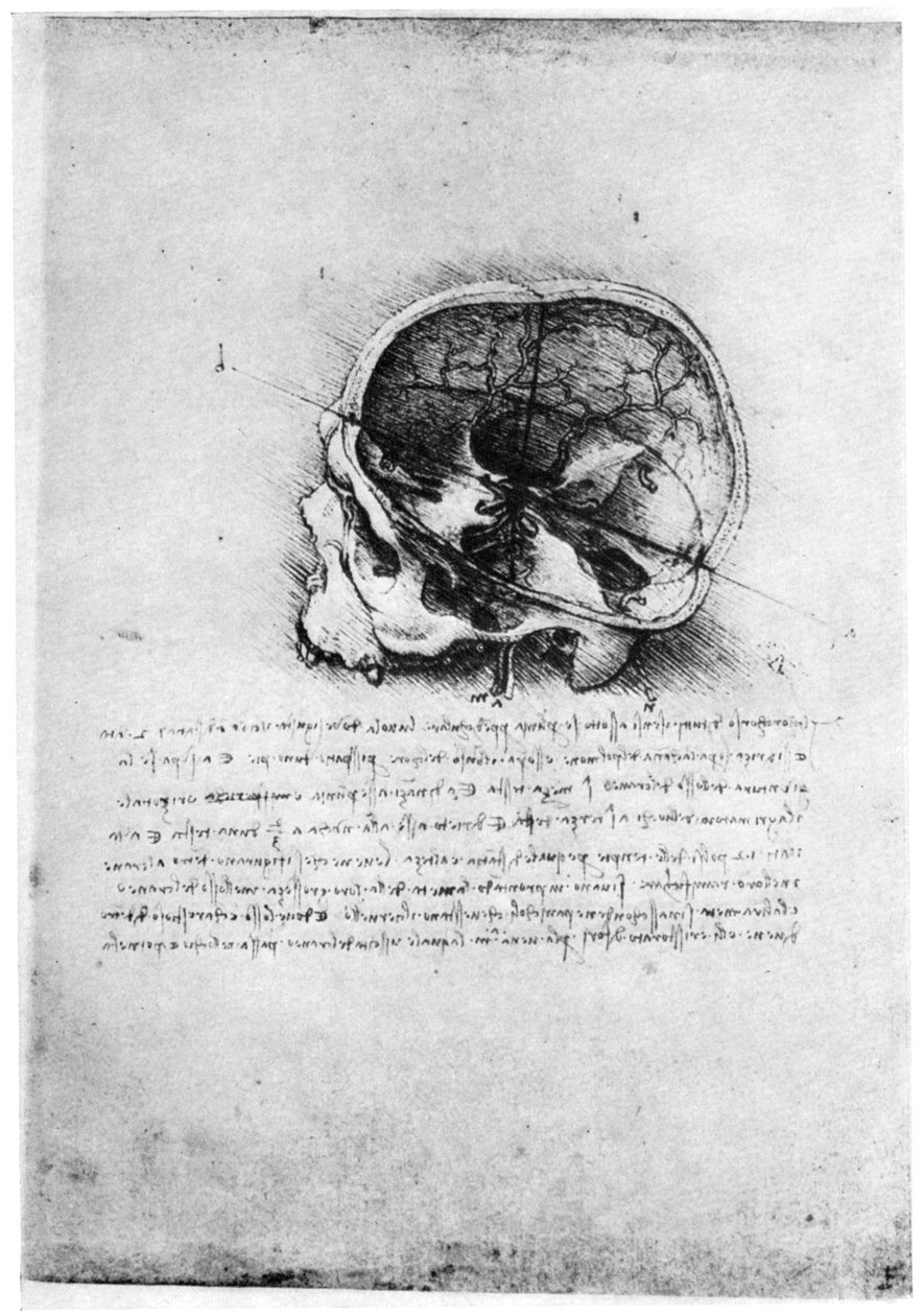 Studie av en mänsklig skalle, sent 1400-tal eller tidigt 1500-tal 1954. av Leonardo da Vinci