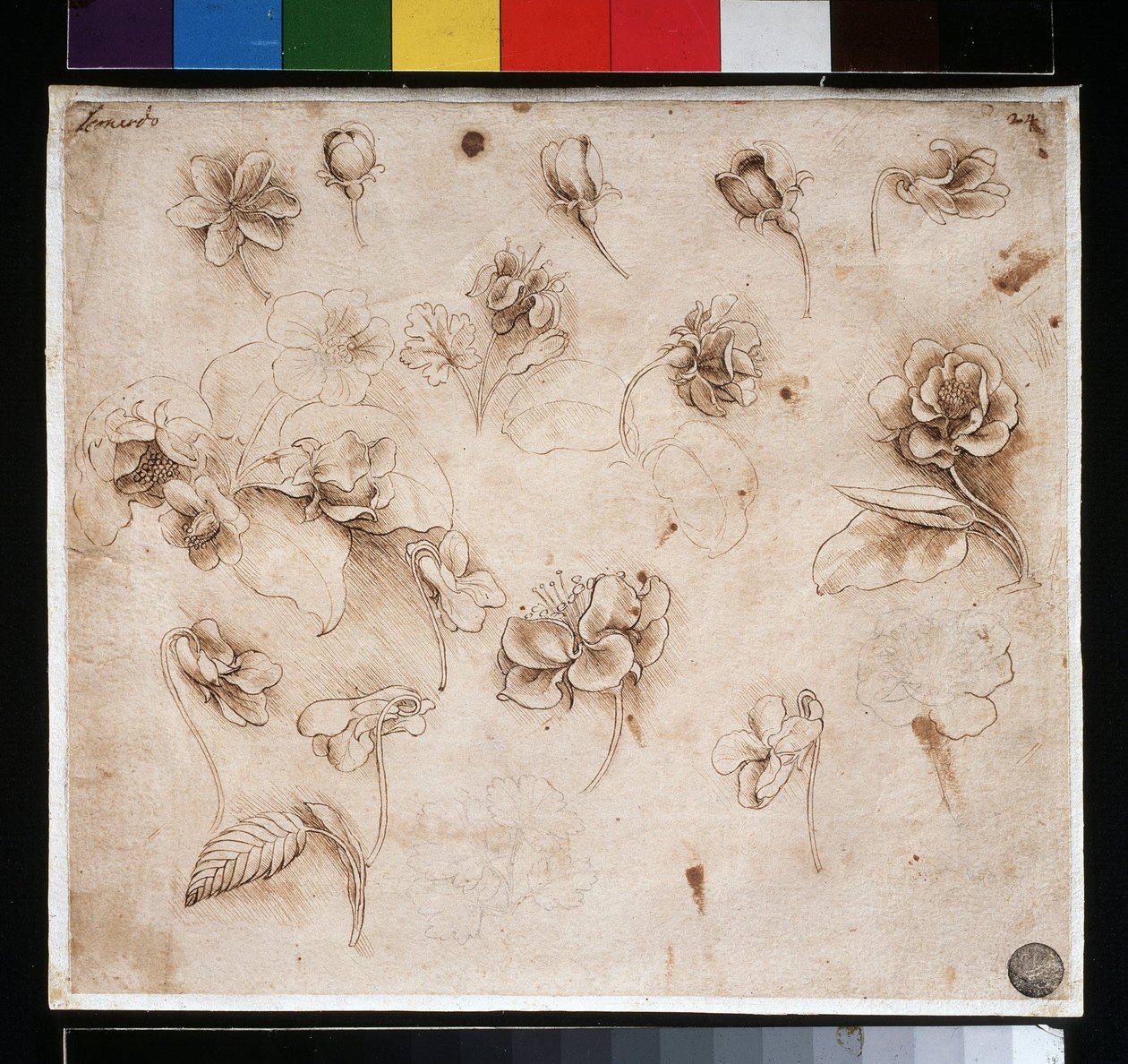 Studie av blommor - bläck på papper, ca. 1483 av Leonardo da Vinci