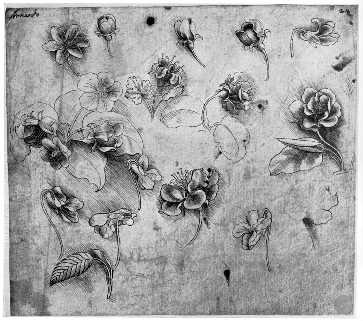 Studie av blommor, c1481-1483 1954. av Leonardo da Vinci