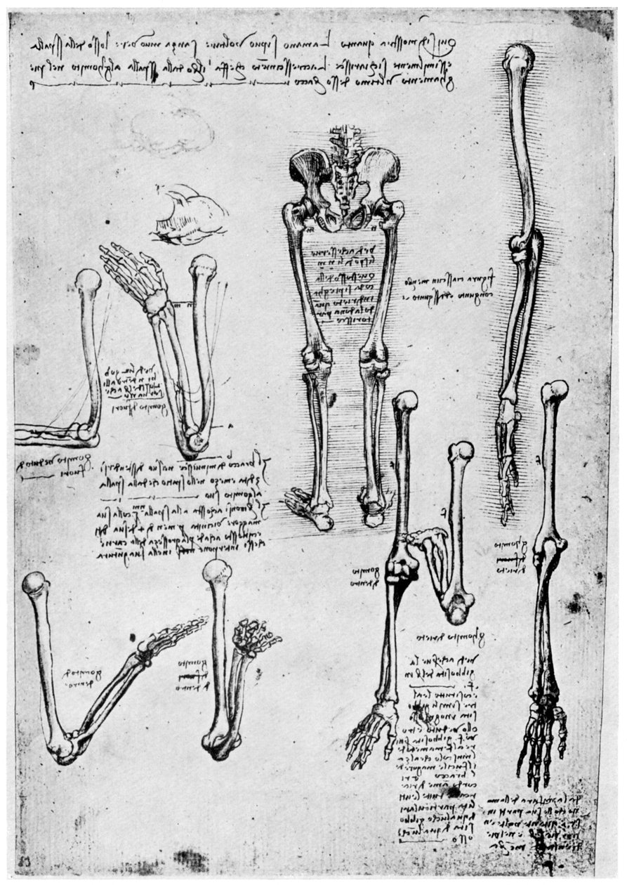 Studie av mänskliga ben, sent 1400- eller 1500-tal 1954. av Leonardo da Vinci