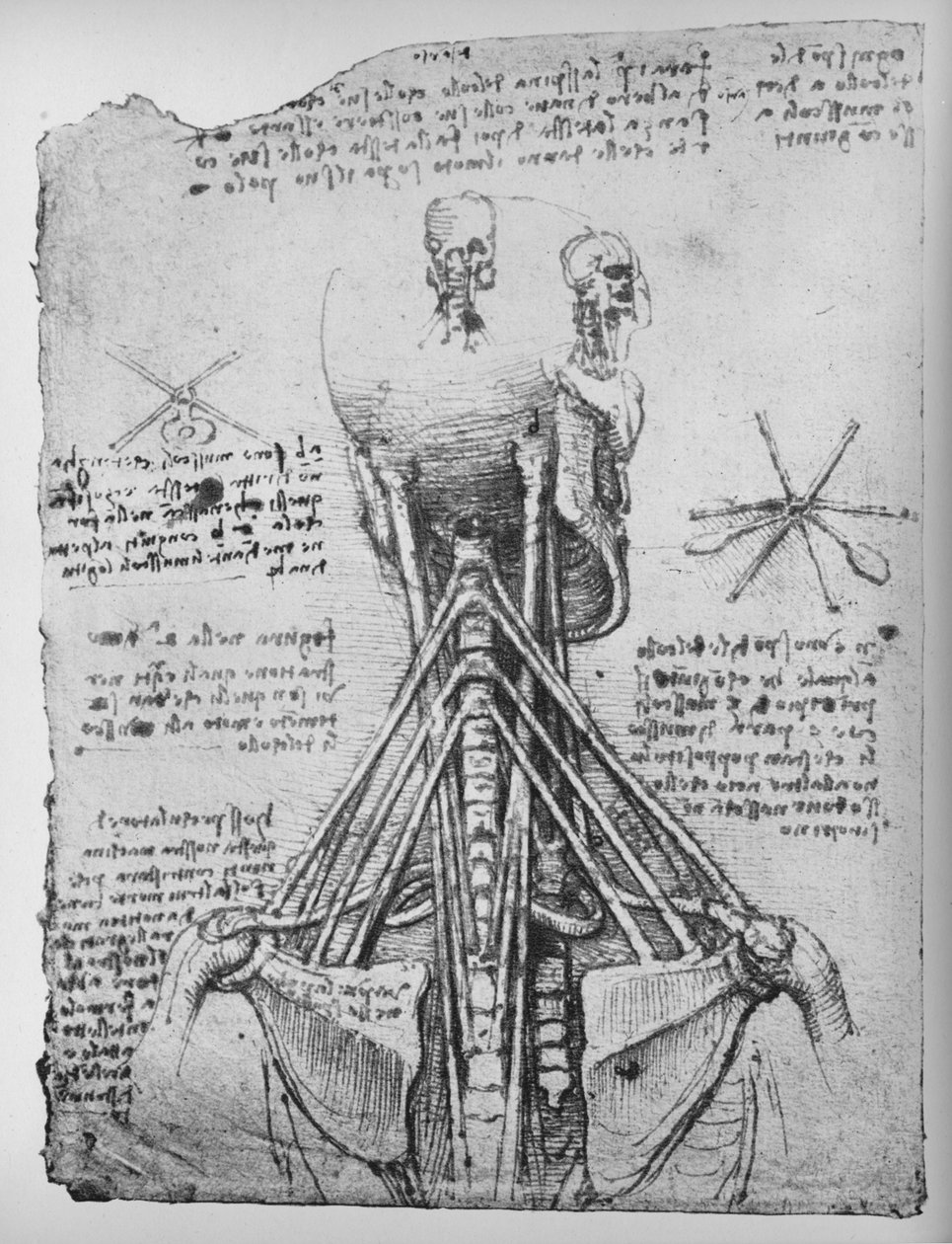 Studie av baksidan av ett skelett, visar nackens senor, c1480 1945 av Leonardo da Vinci