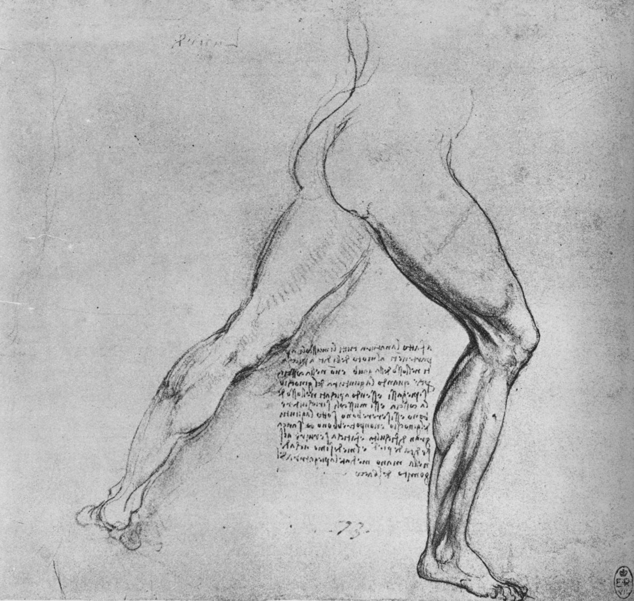 Studie av benen på en man som utfaller åt höger, c1480 1945 av Leonardo da Vinci
