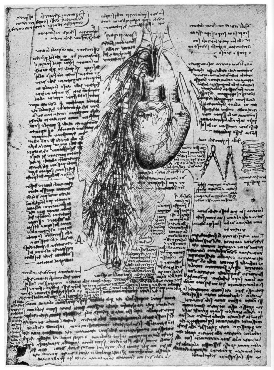 Studie av hjärtat och bronkialartärerna, sent 1400-tal eller tidigt 1500-tal 1954 av Leonardo da Vinci