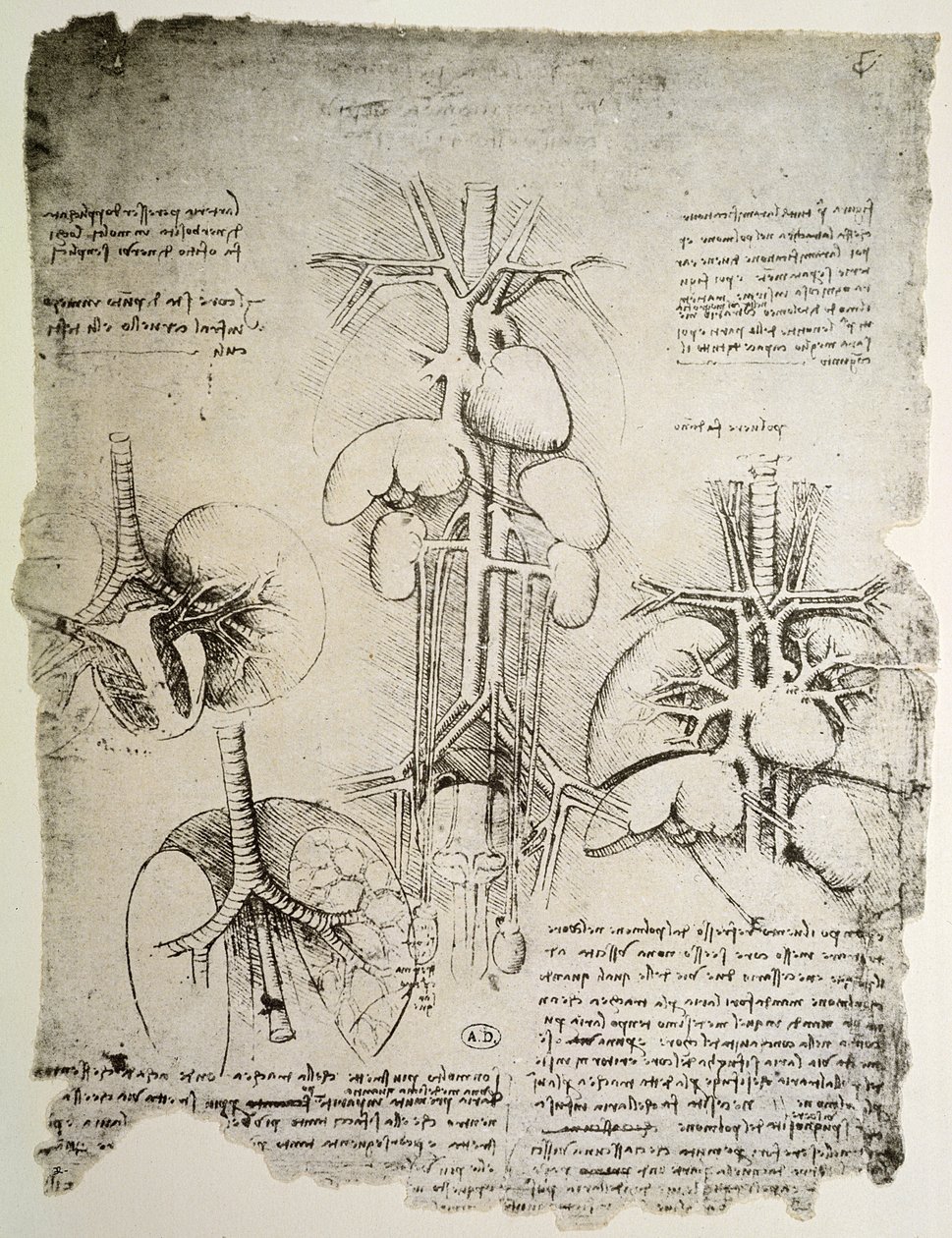 The Heart and the Circulation, faksimil av Windsor-boken (penna och bläck på papper) av Leonardo da Vinci