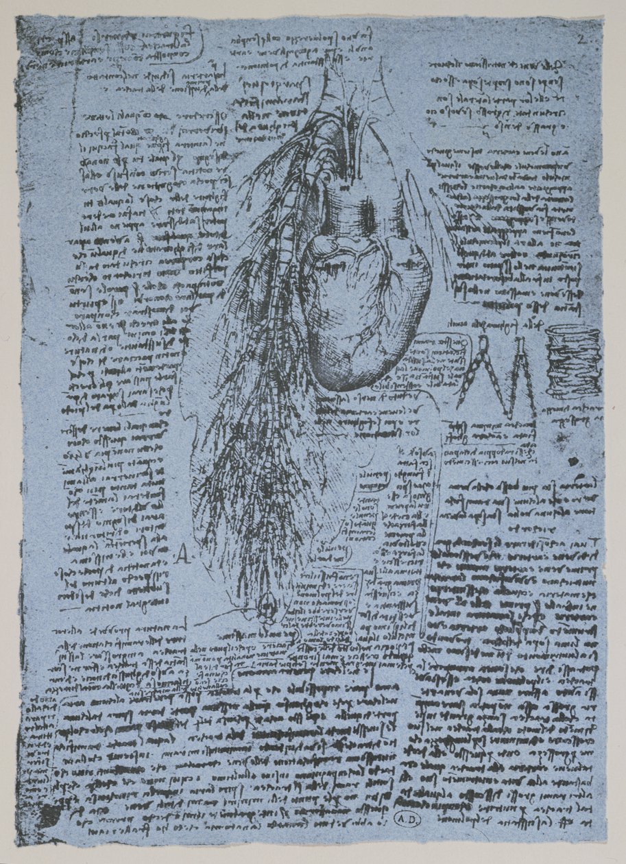 Hjärtat och bronkialartärerna, faksimil av Windsor-boken (penna och bläck på papper) av Leonardo da Vinci