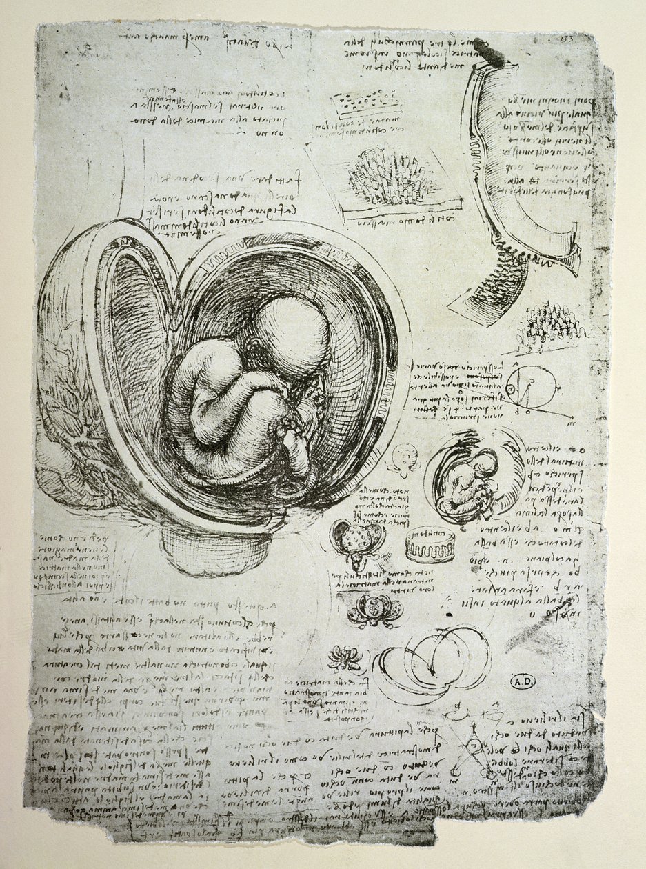 Det mänskliga fostret i livmodern, faksimilkopia av Leonardo da Vinci