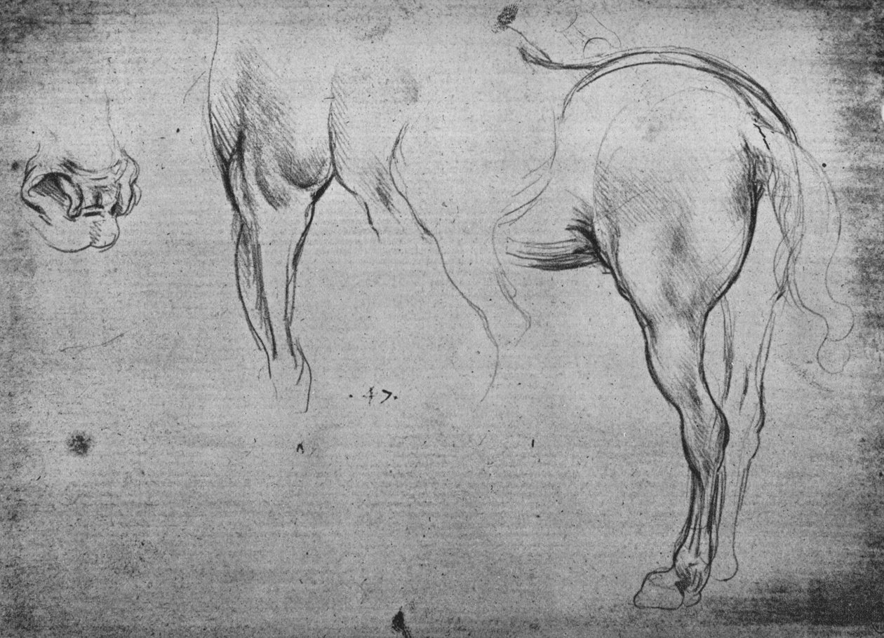 Tre skisser av en hästs bakdel och en av dess näsborrar, c1480 1945 av Leonardo da Vinci