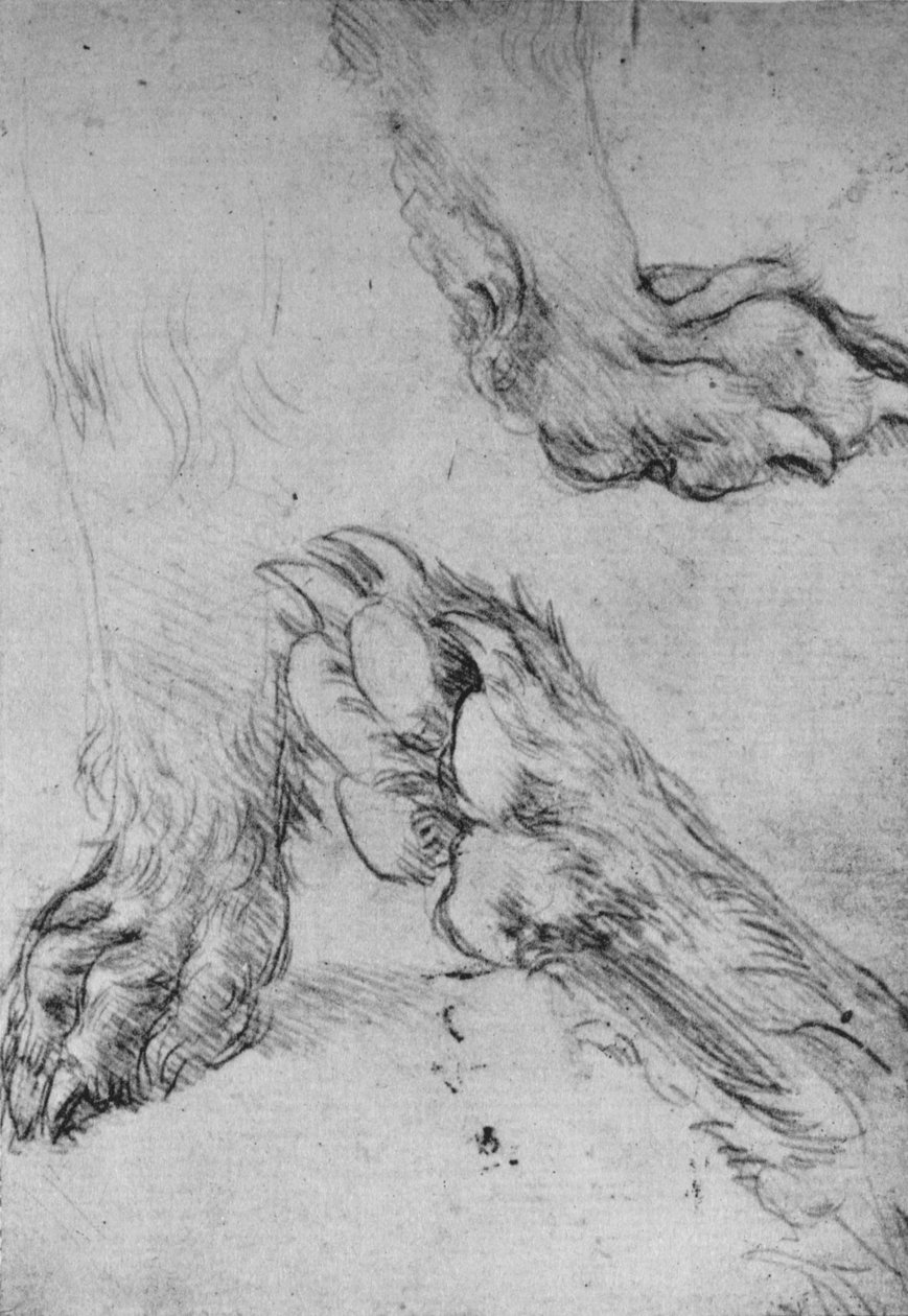 Tre studier av en hunds eller vargs tassar, c1480 1945 av Leonardo da Vinci