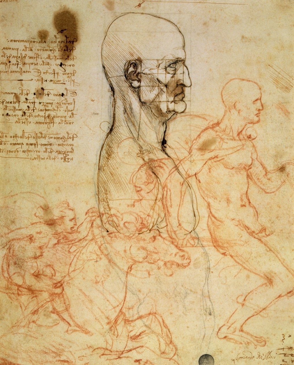 Torso of a Man in Profile, the Head Squared for Proportion, and Sketches of Two Horsemen, c.1490 and c.1504 (penna och bläck och röd krita över metallspets på papper av Leonardo da Vinci