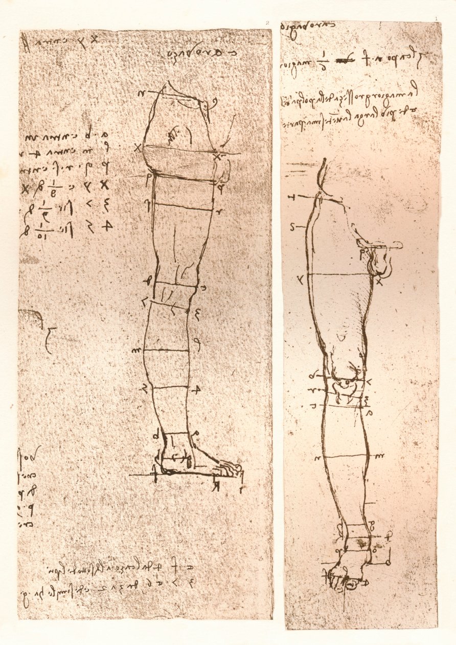 Två ritningar som illustrerar teorin om proportionerna av den mänskliga figuren, c1472-c1519 1883 av Leonardo da Vinci
