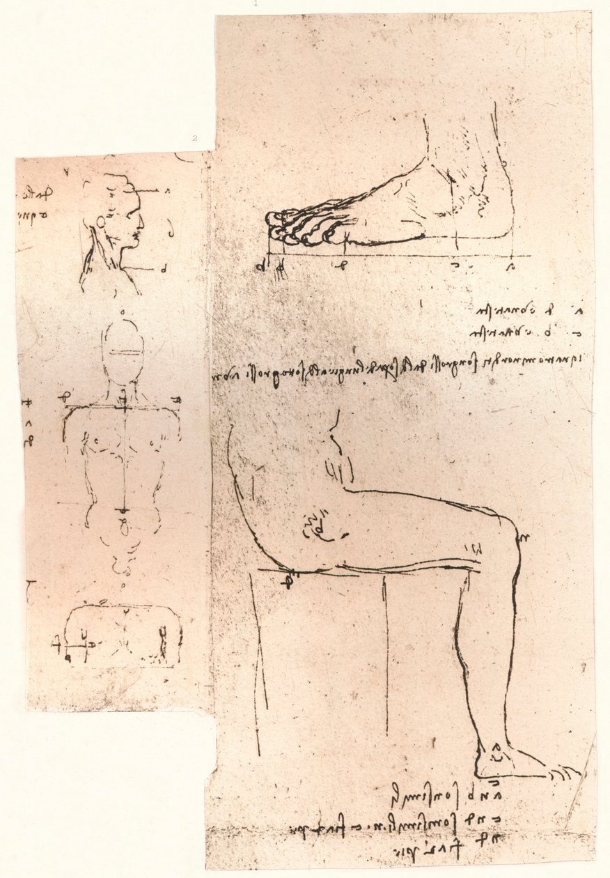 Två ritningar som illustrerar teorin om proportionerna av den mänskliga figuren, c1472-c1519 1883 av Leonardo da Vinci