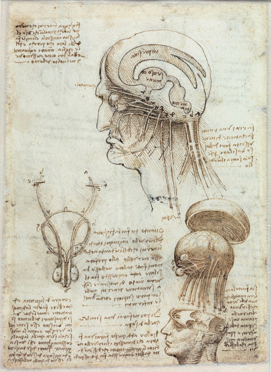 Okänd bild av Leonardo da Vinci
