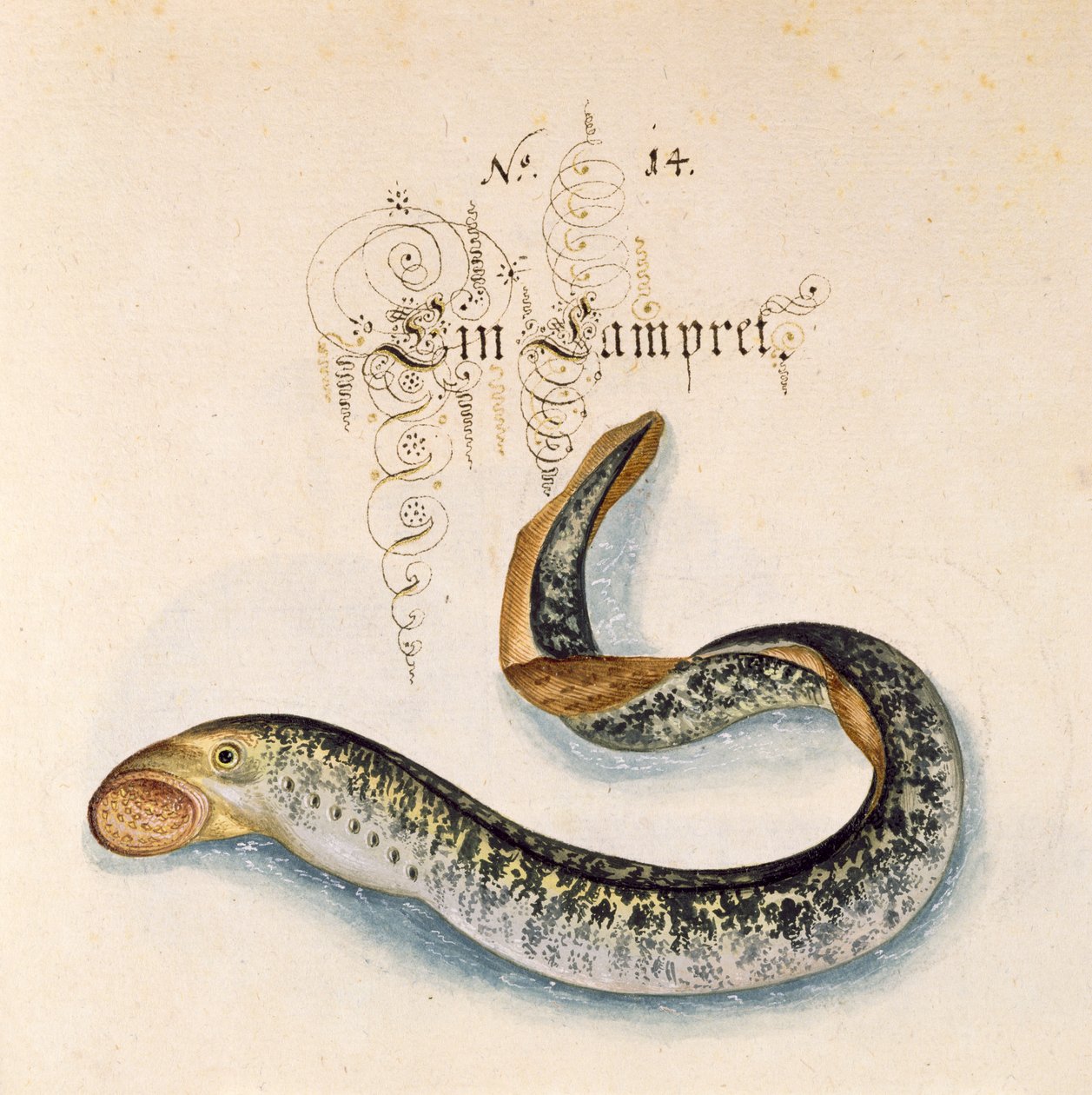 Lägg till 6485 f.50 Sea Lamprey av Leonhard Baldner