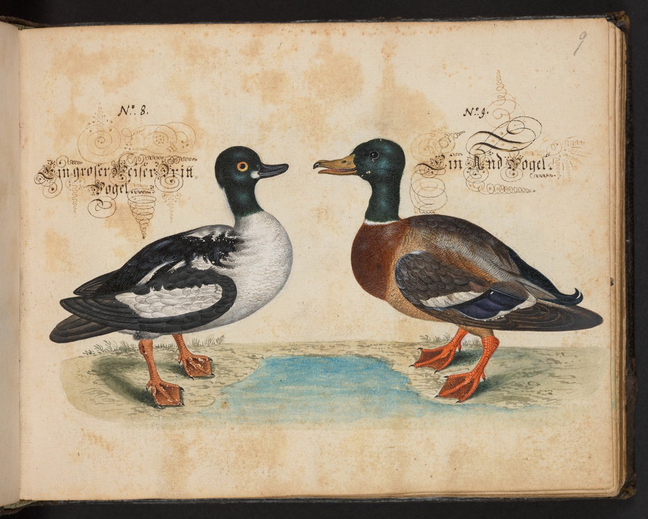 "En exakt naturlig beskrivning och avgränsning av vattenfåglar, fiskar, fyrfotade bestar, insekter och maskar, som finns i vattnet vid Strassburg [Strasbourg], som jag själv sköt och hanterade. Leonard Baldner, Fisher and Citizen i Strassburg ", c av Leonhard Baldner
