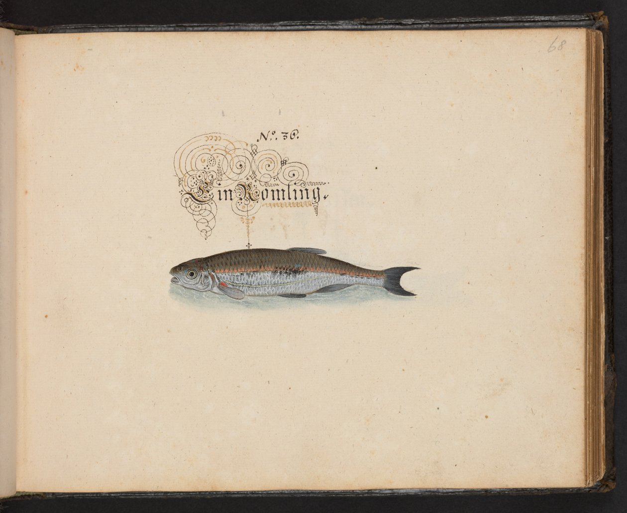 "En exakt naturlig beskrivning och avgränsning av vattenfåglar, fiskar, fyrfotade bestar, insekter och maskar, som finns i vattnet vid Strassburg [Strasbourg], som jag själv sköt och hanterade. Leonard Baldner, Fisher and Citizen i Strassburg ", c av Leonhard Baldner