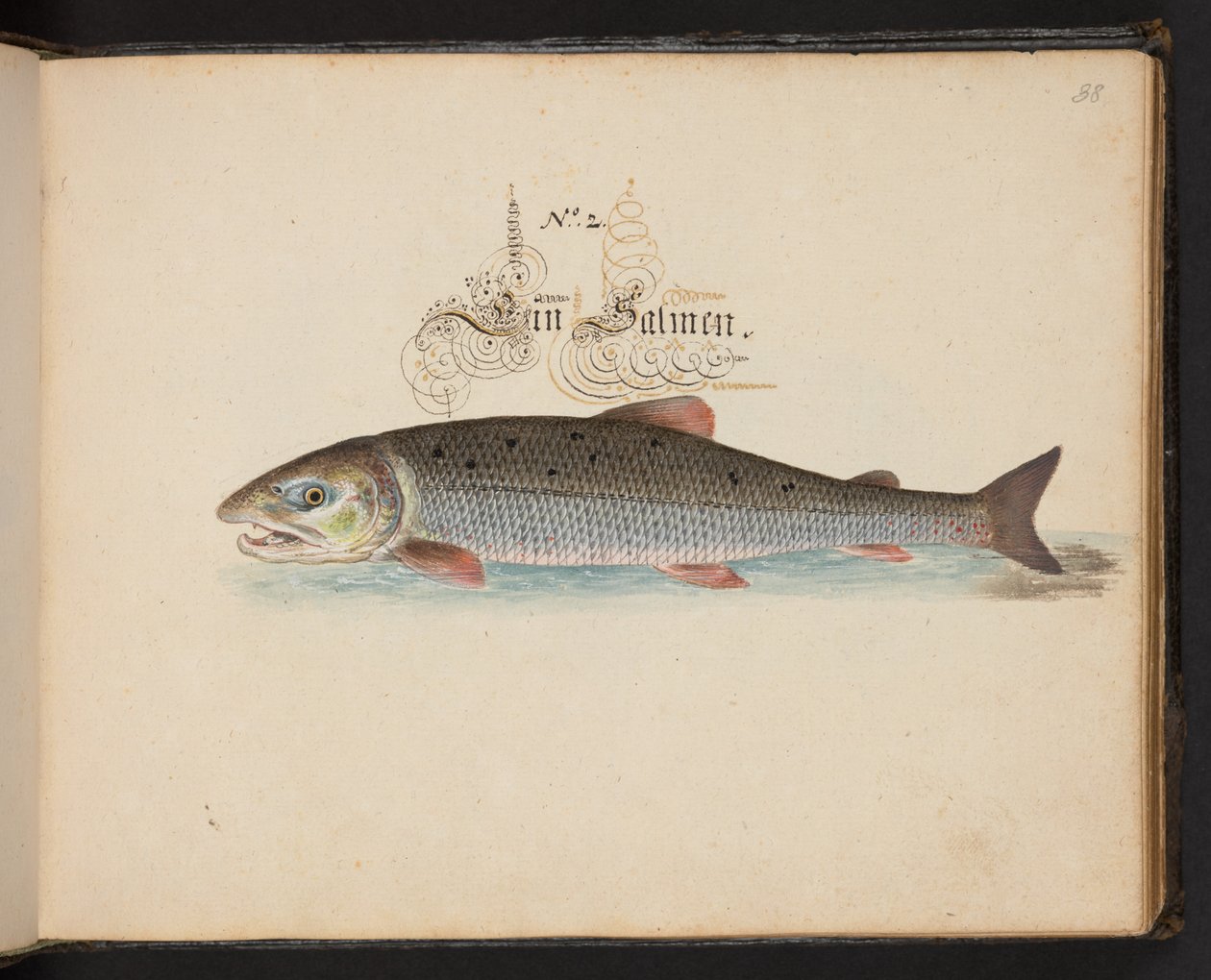 "En exakt naturlig beskrivning och avgränsning av vattenfåglar, fiskar, fyrfotade bestar, insekter och maskar, som finns i vattnet vid Strassburg [Strasbourg], som jag själv sköt och hanterade. Leonard Baldner, Fisher and Citizen i Strassburg ", c av Leonhard Baldner