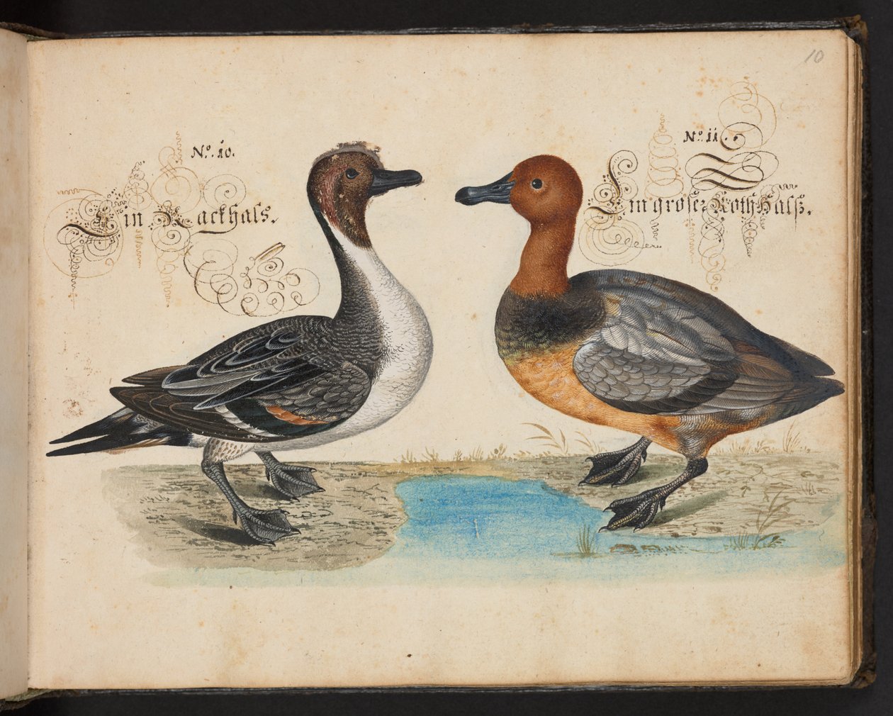 "En exakt naturlig beskrivning och avgränsning av vattenfåglar, fiskar, fyrfotade bestar, insekter och maskar, som finns i vattnet vid Strassburg [Strasbourg], som jag själv sköt och hanterade. Leonard Baldner, Fisher and Citizen i Strassburg ", c av Leonhard Baldner