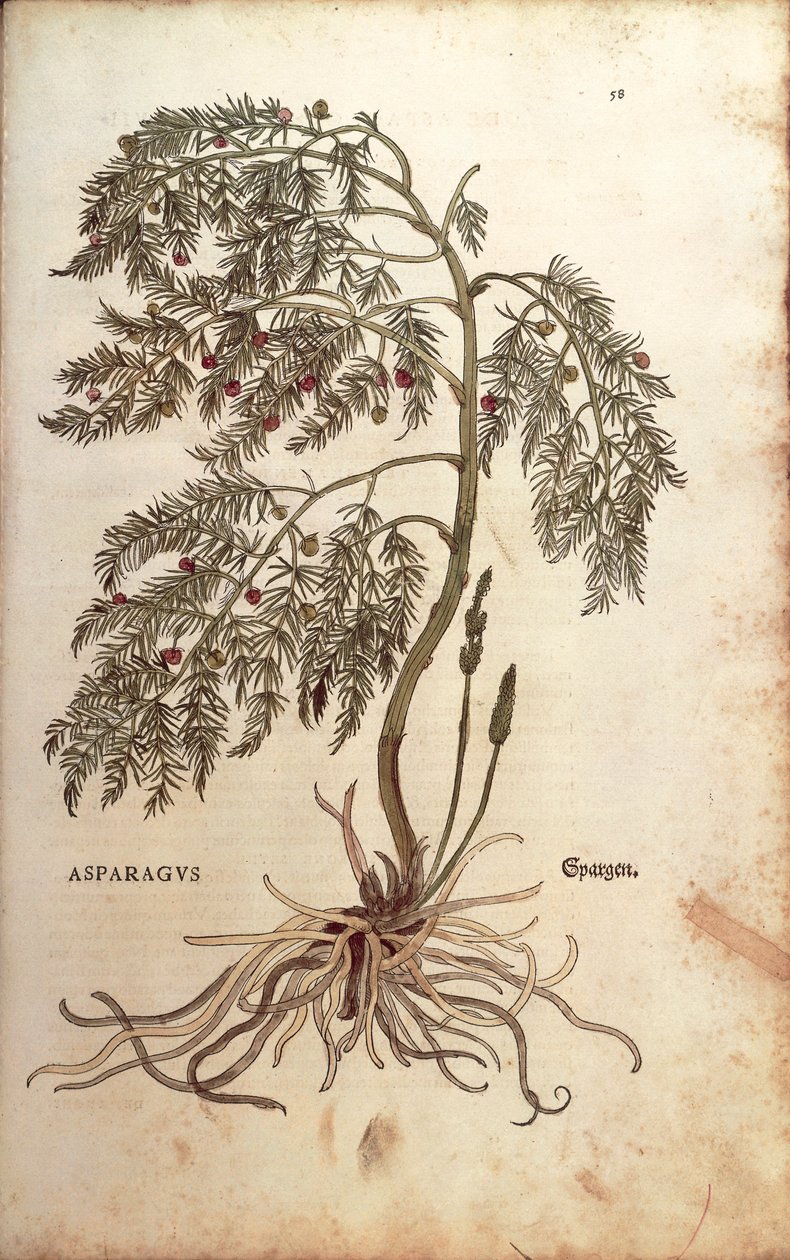 Sparris (Asparagus officinalis) av Leonhart Fuchs från De historia stirpium commentarii insignes (Notable Commentaries on the History of Plants), färgat gravyr. av Leonhard Fuchs