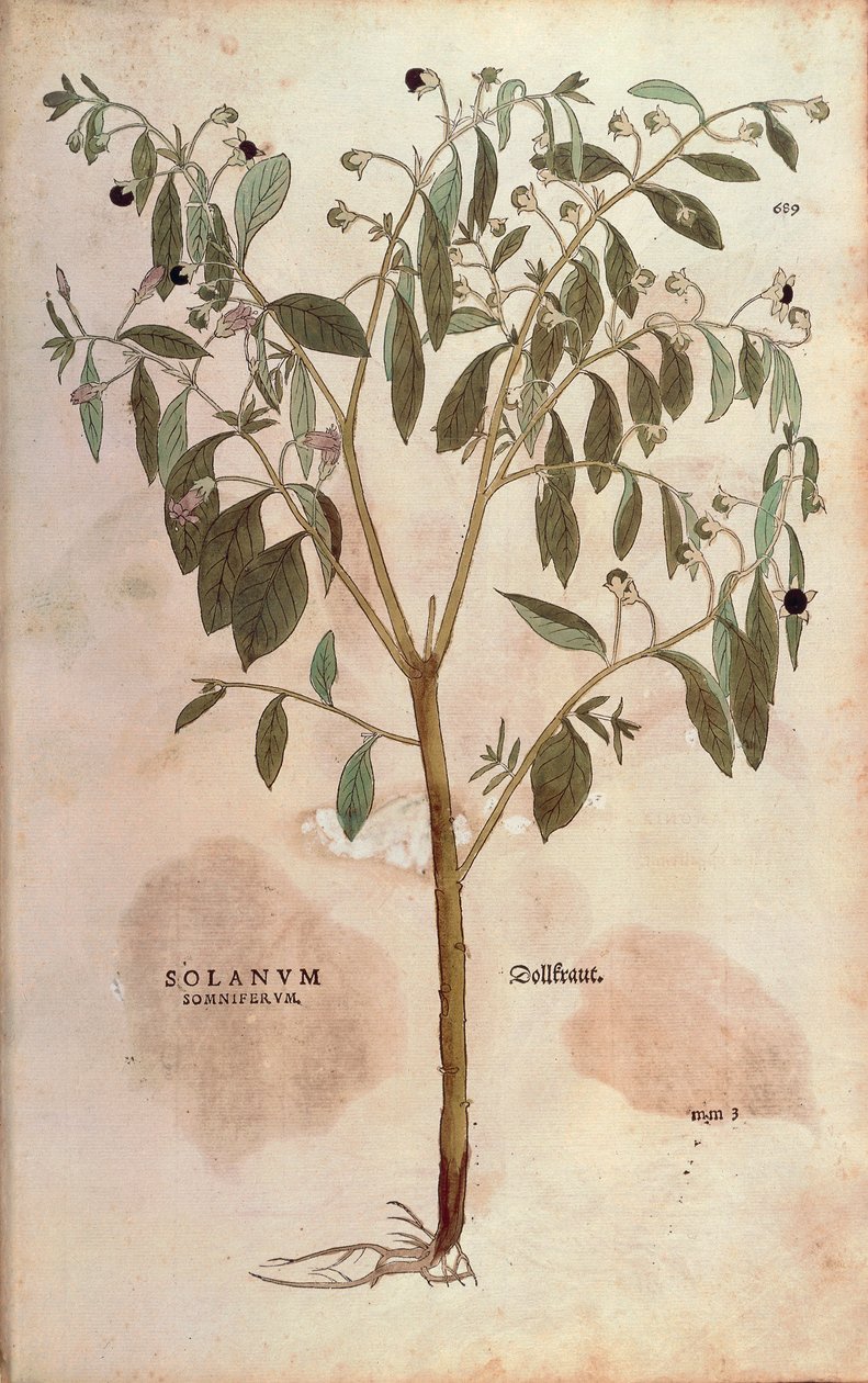 Belladonna - Atropa belladonna (Solanum somniferum) av Leonhart Fuchs från De historia stirpium commentarii insignes (Anmärkningsvärda kommentarer om växternas historia) färgstickad gravyr av Leonhard Fuchs