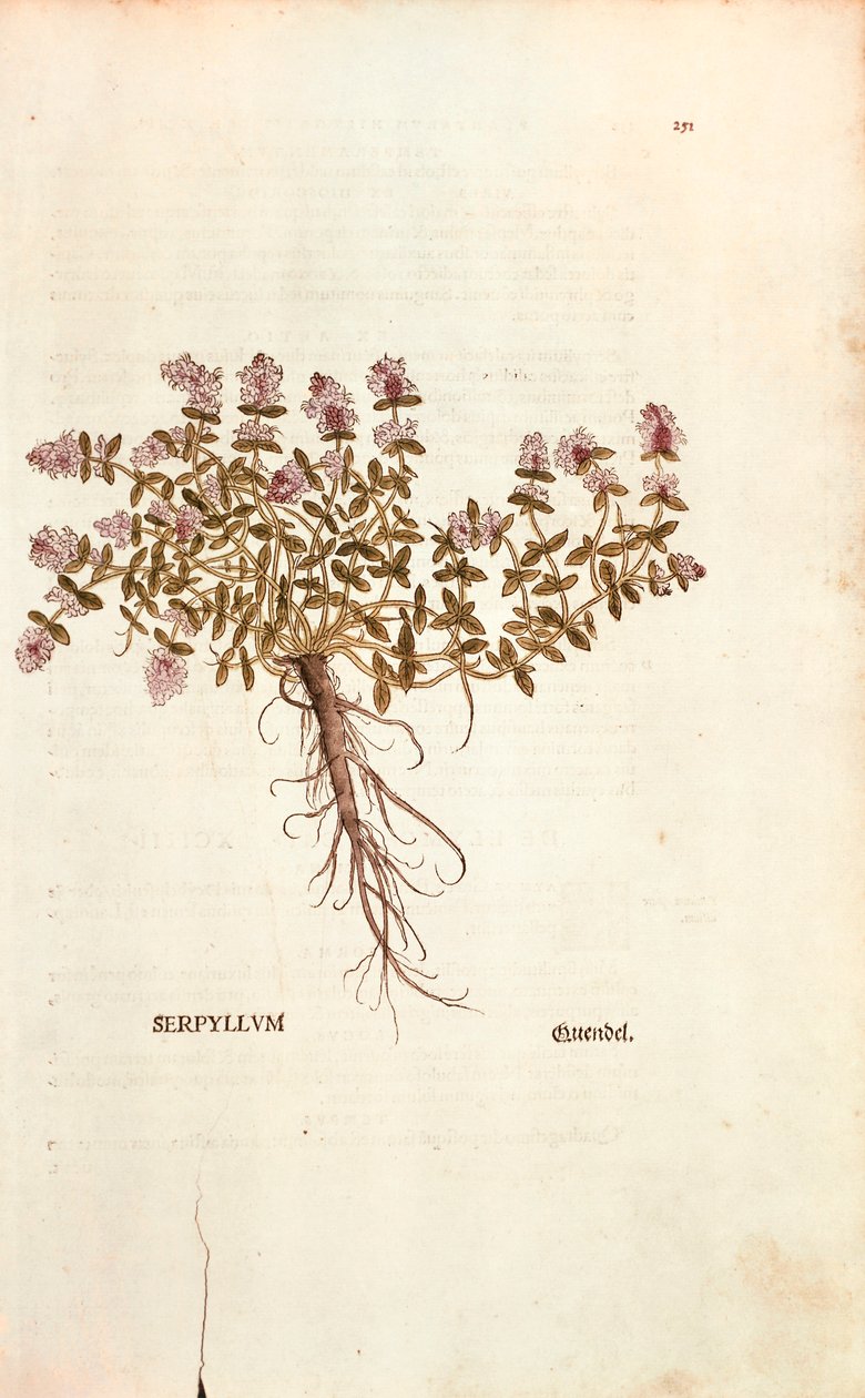 Breckland eller vild timjan (Thymus serpyllum) av Leonhart Fuchs från De historia stirpium commentarii insignes (Anmärkningsvärda kommentarer om växternas historia) färgstick av Leonhard Fuchs