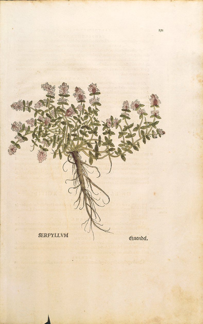 Breckland eller vild timjan (Thymus serpyllum), färggrafit av Leonhart Fuchs av Leonhard Fuchs