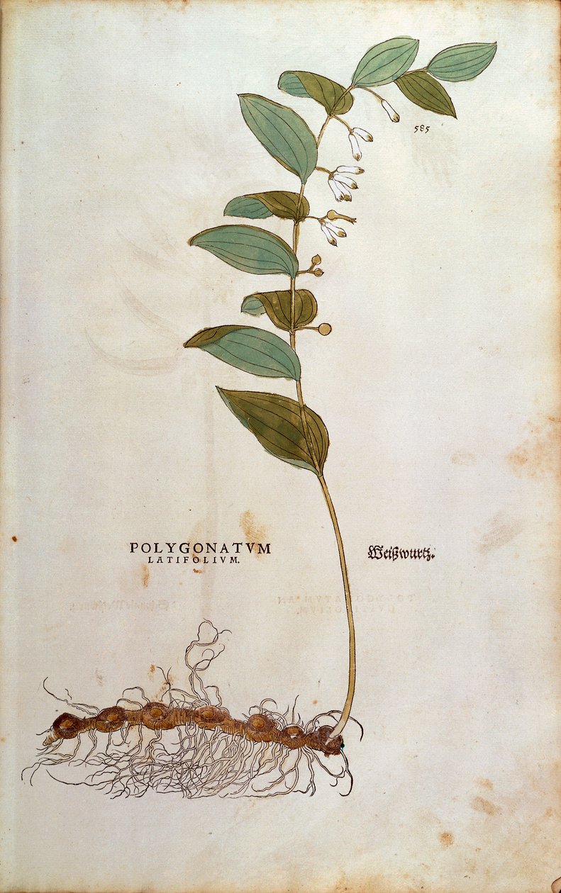 Bredbladiga Salomons sigill (Polygonatum latifolium) av Leonhart Fuchs från De historia stirpium commentarii insignes (Anmärkningsvärda kommentarer om växternas historia) färgstickad gravyr av Leonhard Fuchs