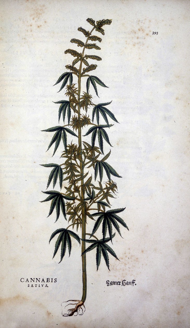 Cannabis Sativa (Hemp Cultivtive) - i "The History of Racism" av Leonhart Fuchs av Leonhard Fuchs