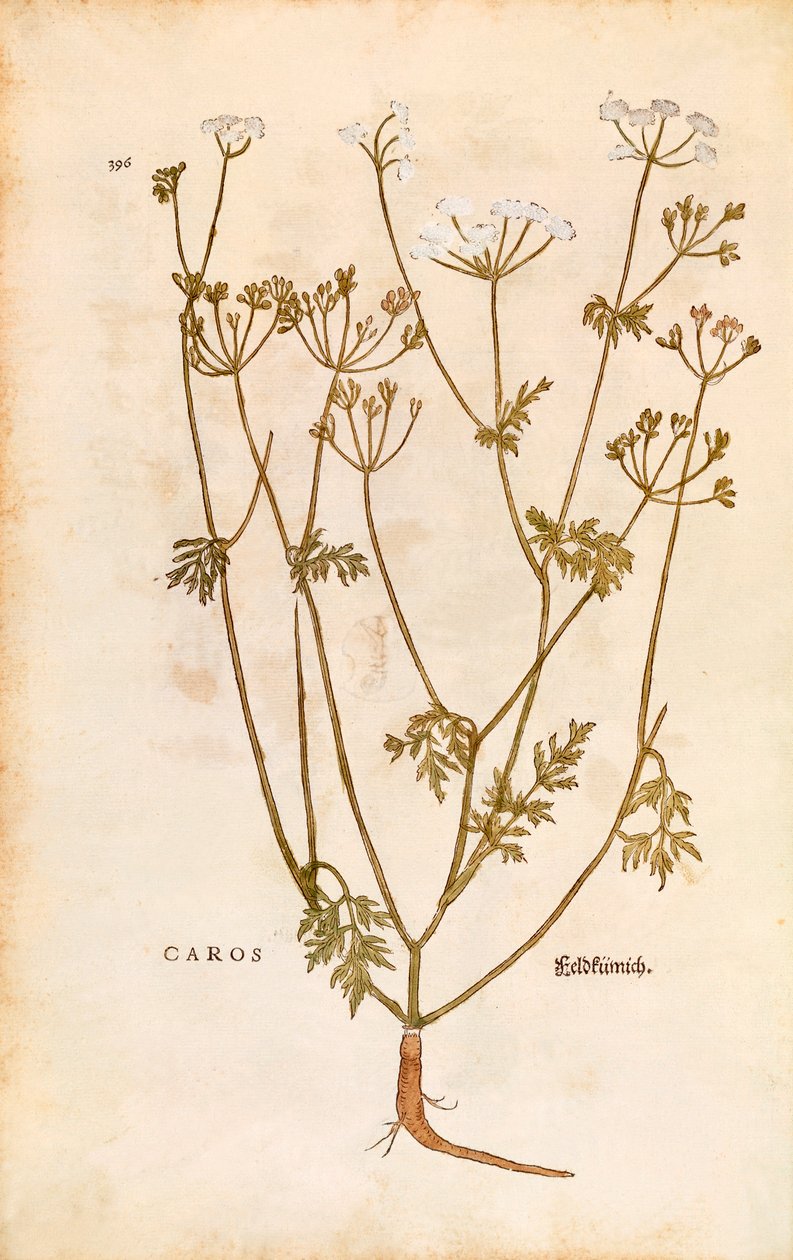 Kummin - Carum carvi (Caros) av Leonhart Fuchs från De historia stirpium commentarii insignes (Anmärkningsvärda kommentarer om växternas historia) färggravyr av Leonhard Fuchs