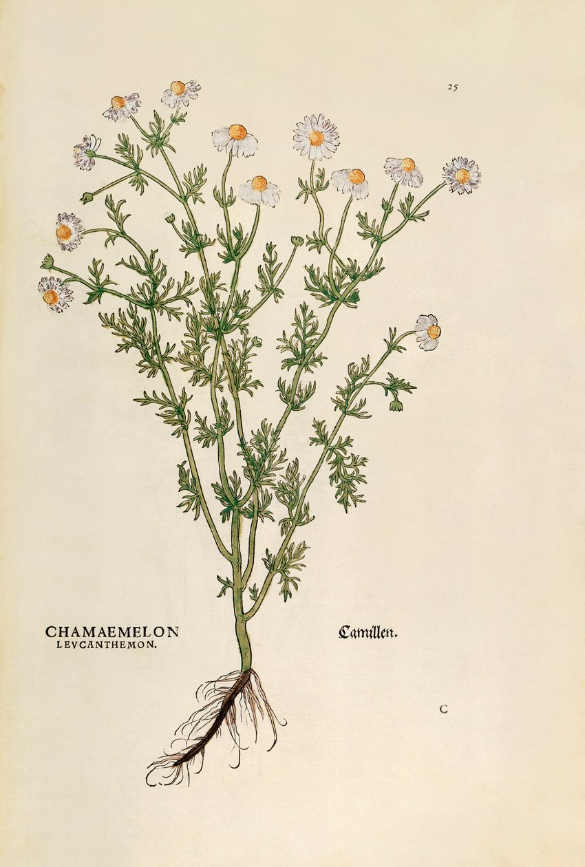 Kamomill - Matricaria chamomilla (Chamaemelum leucanthemum) av Leonhart Fuchs från De historia stirpium commentarii insignes (Anmärkningsvärda kommentarer om växternas historia), färgstickning av Leonhard Fuchs