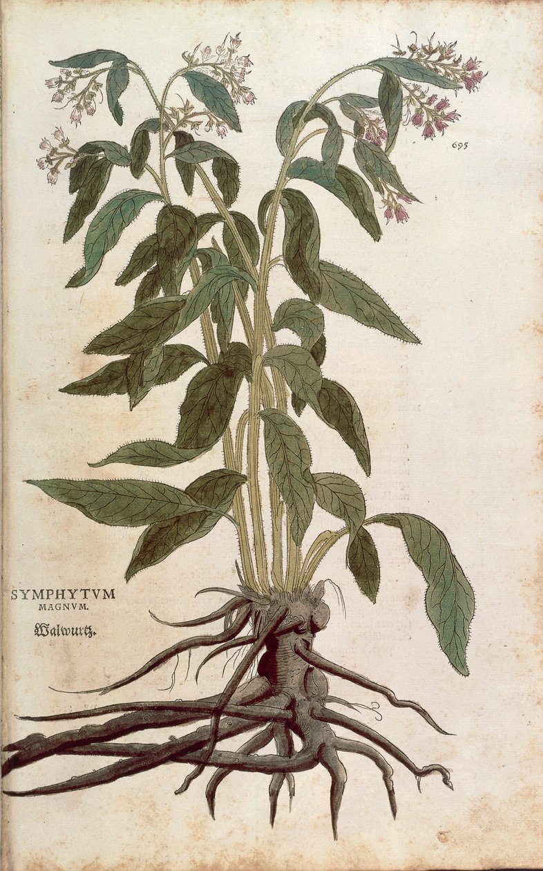 Vallört - Symphytum officinale (Symphytum magnus) av Leonhart Fuchs från De historia stirpium commentarii insignes (Anmärkningsvärda kommentarer om växternas historia), färgstickad gravyr av Leonhard Fuchs