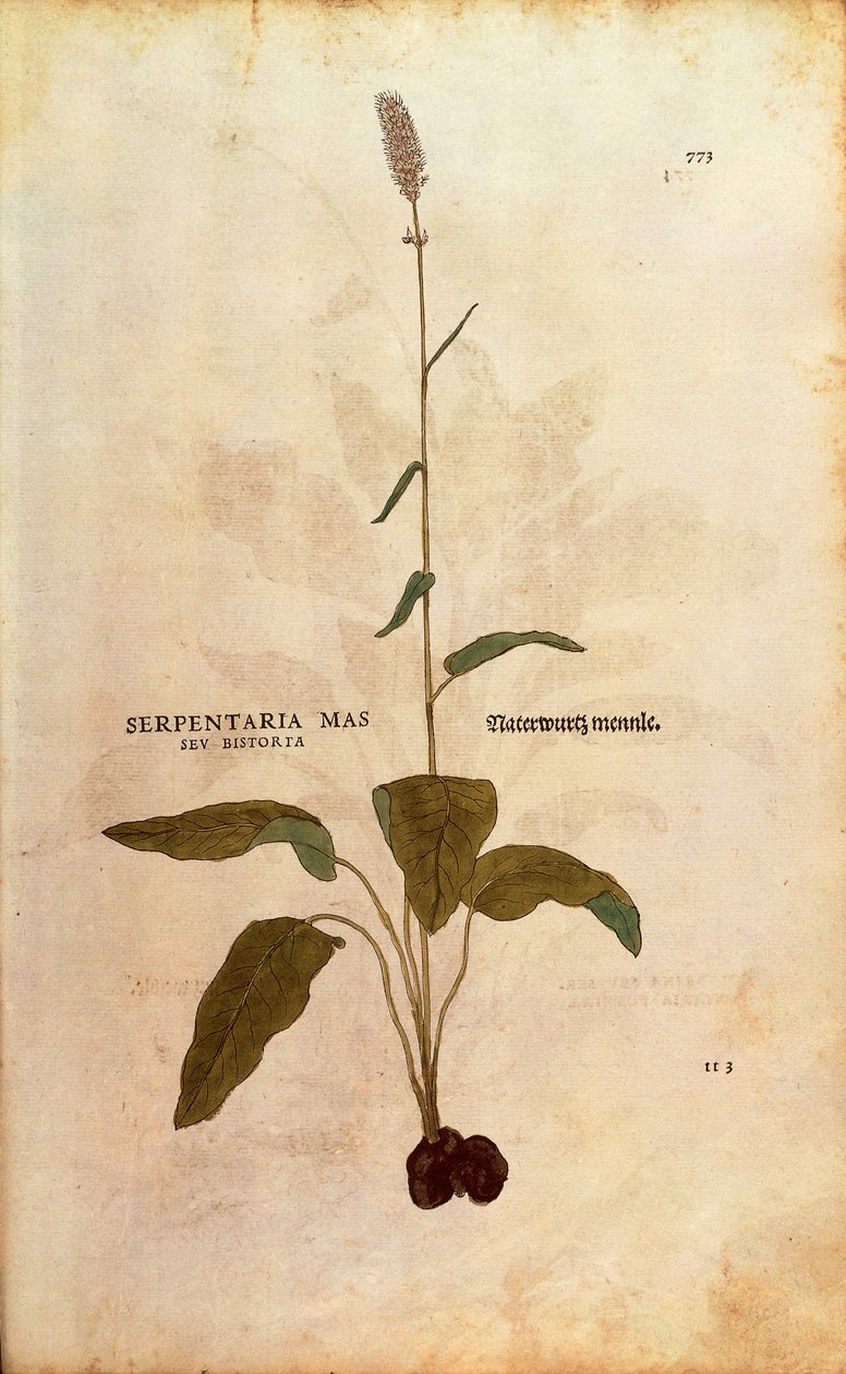 Vanlig bistort - Persicaria bistorta eller Bistorta polygonum (Serpentaria mas seu bistorta) av Leonhart Fuchs från De historia stirpium commentarii insignes (Anmärkningsvärda kommentarer om växternas historia) färgstickad gravyr av Leonhard Fuchs