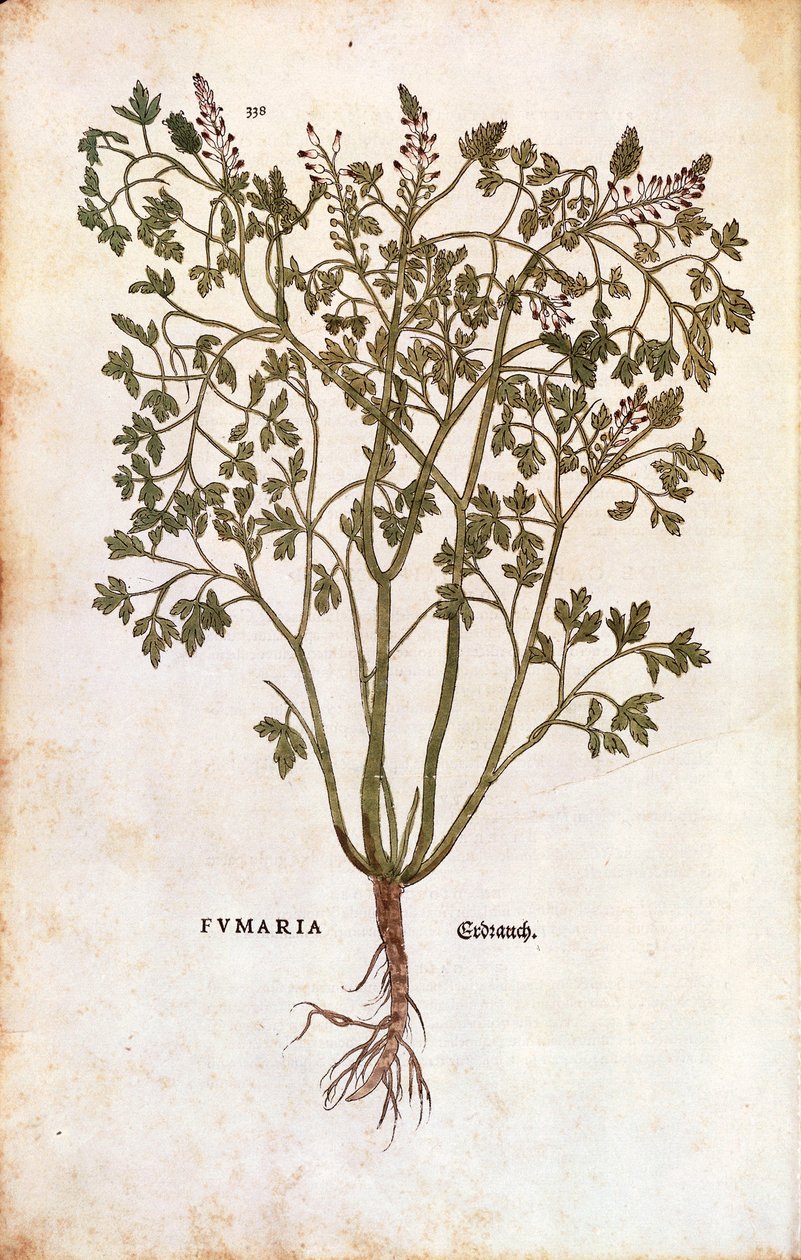 Vanlig fumitory (Fumaria officinalis) av Leonhard Fuchs
