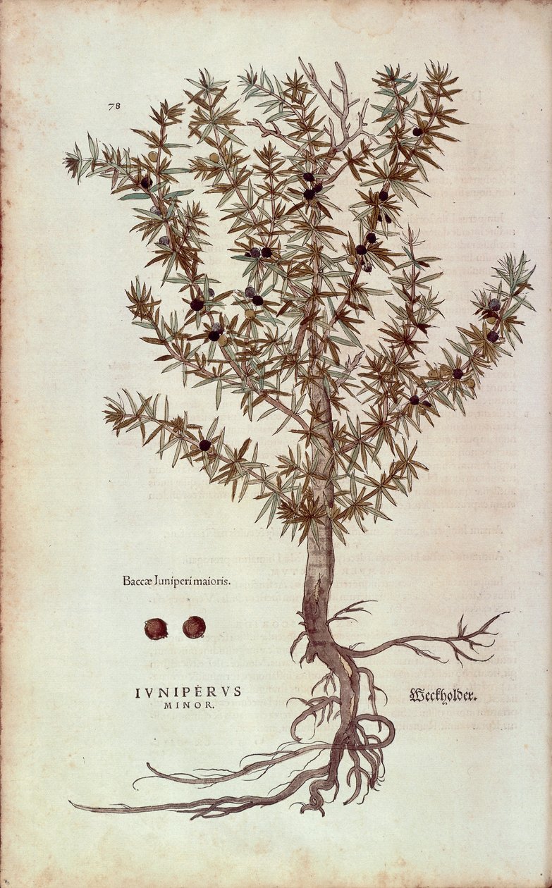 Enbär - Juniperus communis (Juniperus minor) av Leonhart Fuchs från De historia stirpium commentarii insignes (Anmärkningsvärda kommentarer om växternas historia) färgstick av Leonhard Fuchs