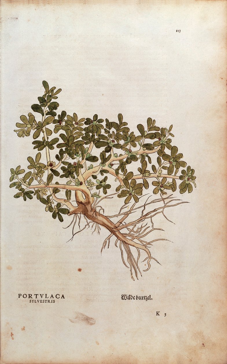 Vanlig portlak eller grisgröt - Portulaca oleracea (Portulaca sylvestris) av Leonhart Fuchs från De historia stirpium commentarii insignes (Anmärkningsvärda kommentarer om växternas historia), färgstickad gravyr av Leonhard Fuchs