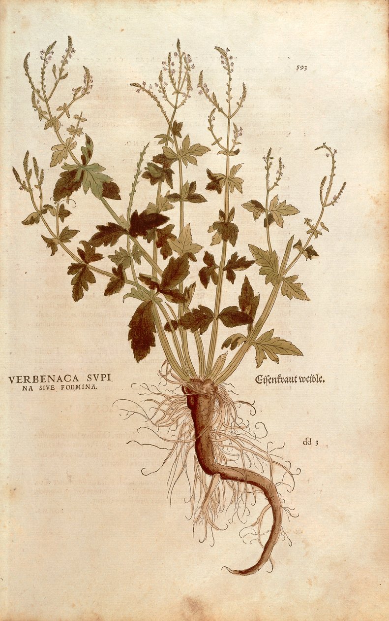 Vanlig Vervain eller Verbena - Verbena officinalis (Verbenaca supina sive femina) av Leonhart Fuchs från De historia stirpium commentarii insignes (Anmärkningsvärda kommentarer om växternas historia) färgstick av Leonhard Fuchs