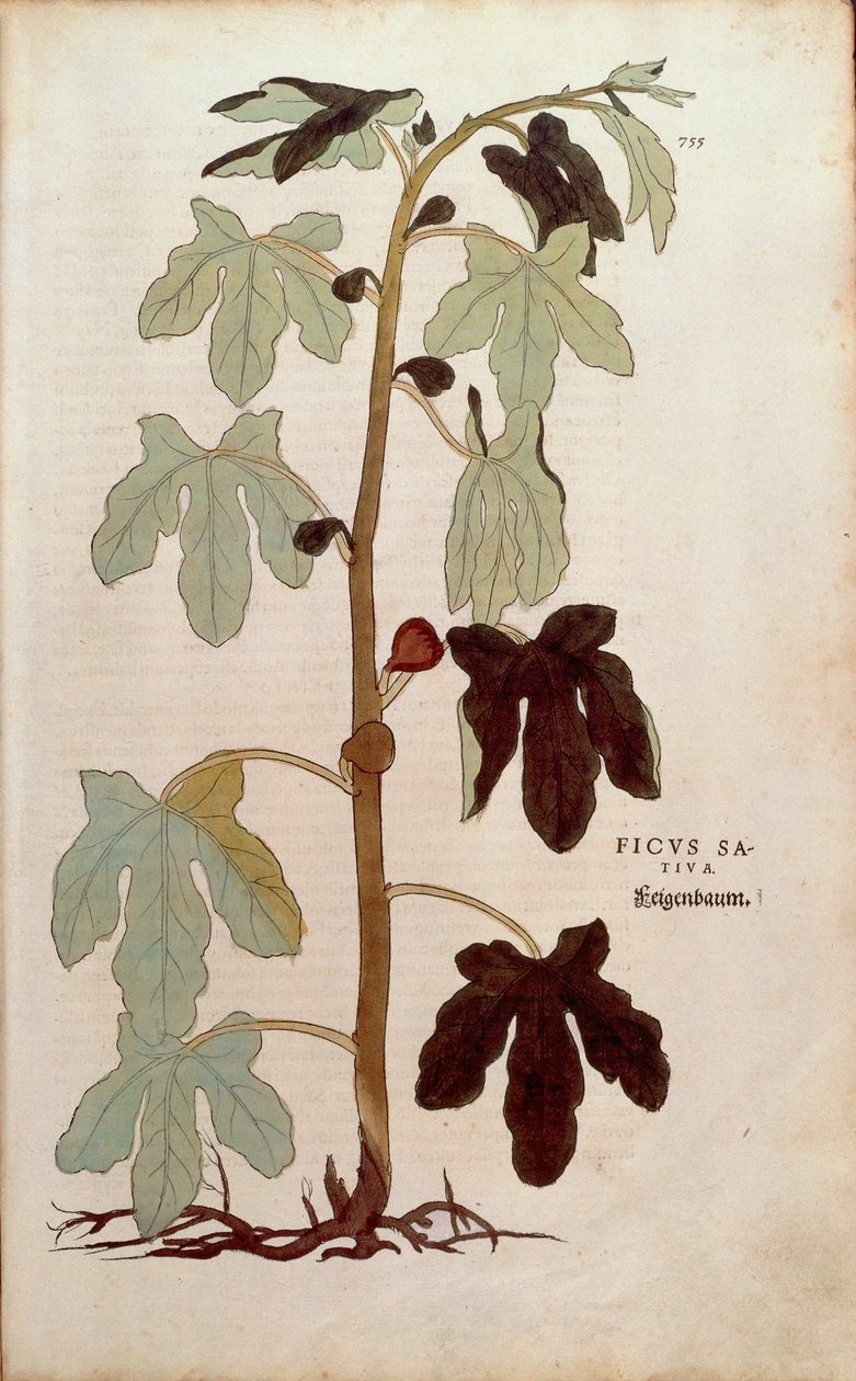 Vanligt fikon - Ficus carica (Ficus sativa) av Leonhart Fuchs från De historia stirpium commentarii insignes (Anmärkningsvärda kommentarer om växternas historia), färgstickad gravyr av Leonhard Fuchs