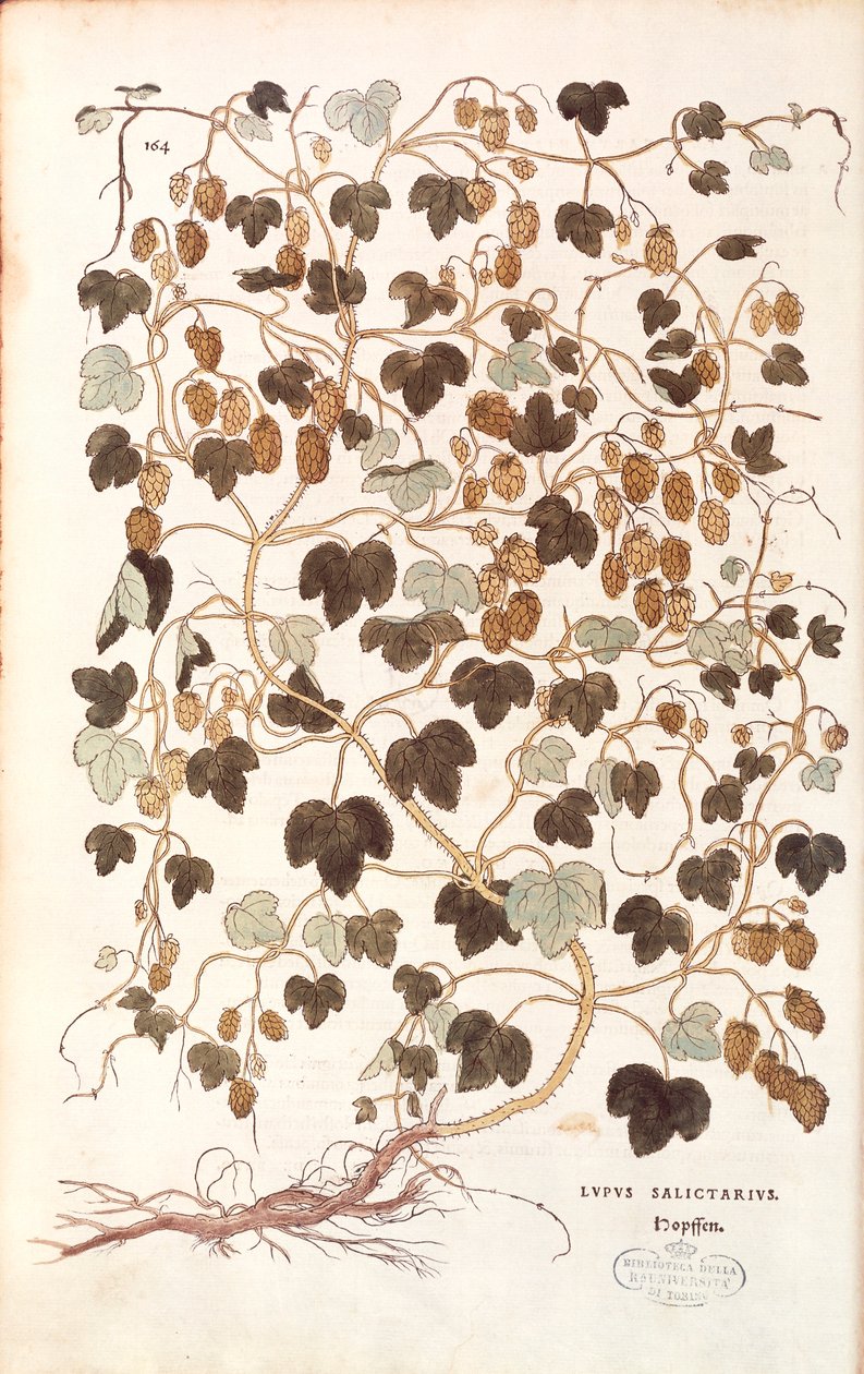 Vanlig humle - Humulus lupulus (Lupus salictarius) av Leonhart Fuchs från De historia stirpium commentarii insignes (Anmärkningsvärda kommentarer om växternas historia) färggravyr av Leonhard Fuchs