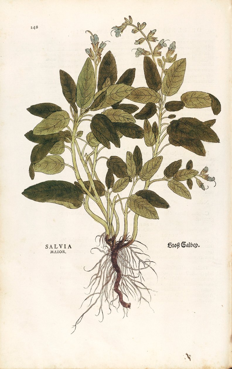 Vanlig salvia - Salvia officinalis (Salvia maior) av Leonhart Fuchs från De historia stirpium commentarii insignes (Anmärkningsvärda kommentarer om växternas historia) färggravyr av Leonhard Fuchs