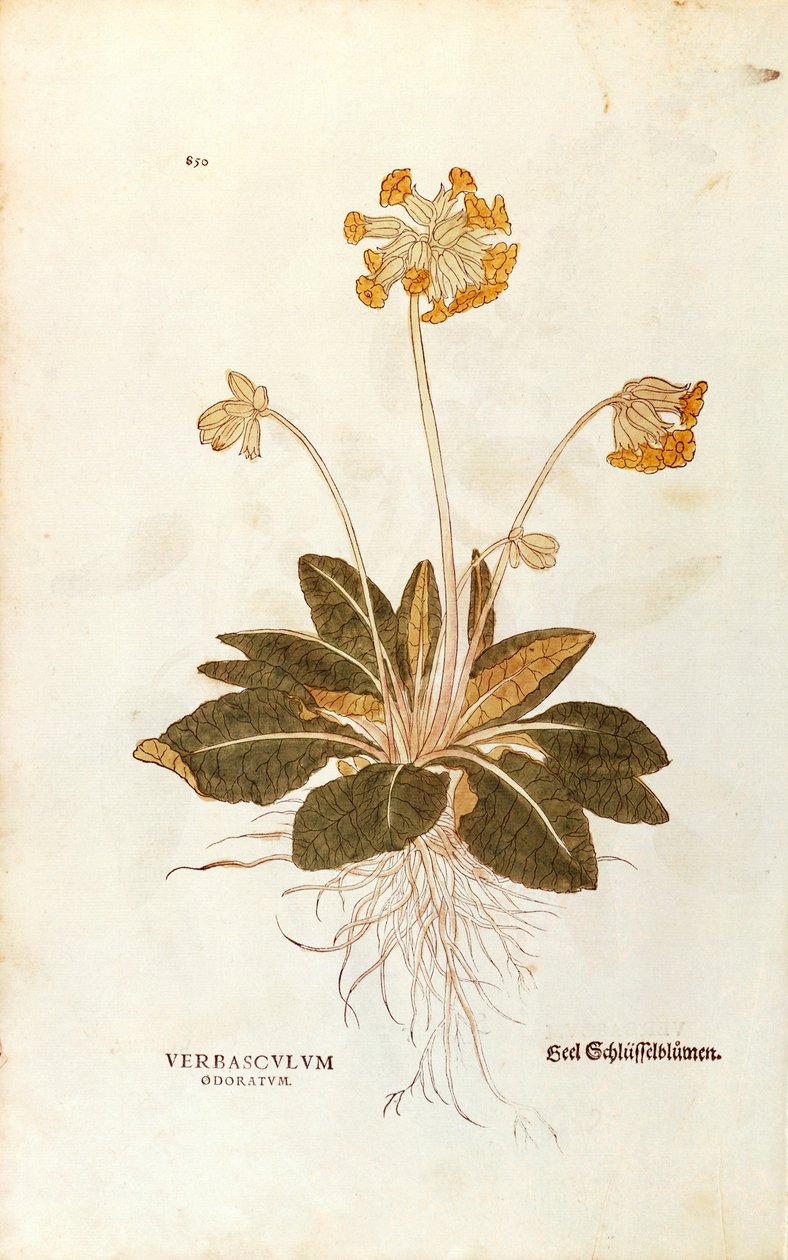 Cowslip - Primula veris officinalis (Verbasculum odoratum) av Leonhart Fuchs från De historia stirpium commentarii insignes (Anmärkningsvärda kommentarer om växternas historia), färgstickad gravyr av Leonhard Fuchs