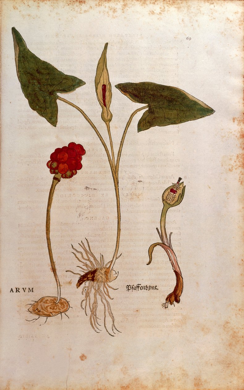 Cuckoo Pint eller italienska herrar och damer - Arum italicum (Arum) av Leonhart Fuchs från De historia stirpium commentarii insignes (Anmärkningsvärda kommentarer om växternas historia), färgstickad gravyr av Leonhard Fuchs