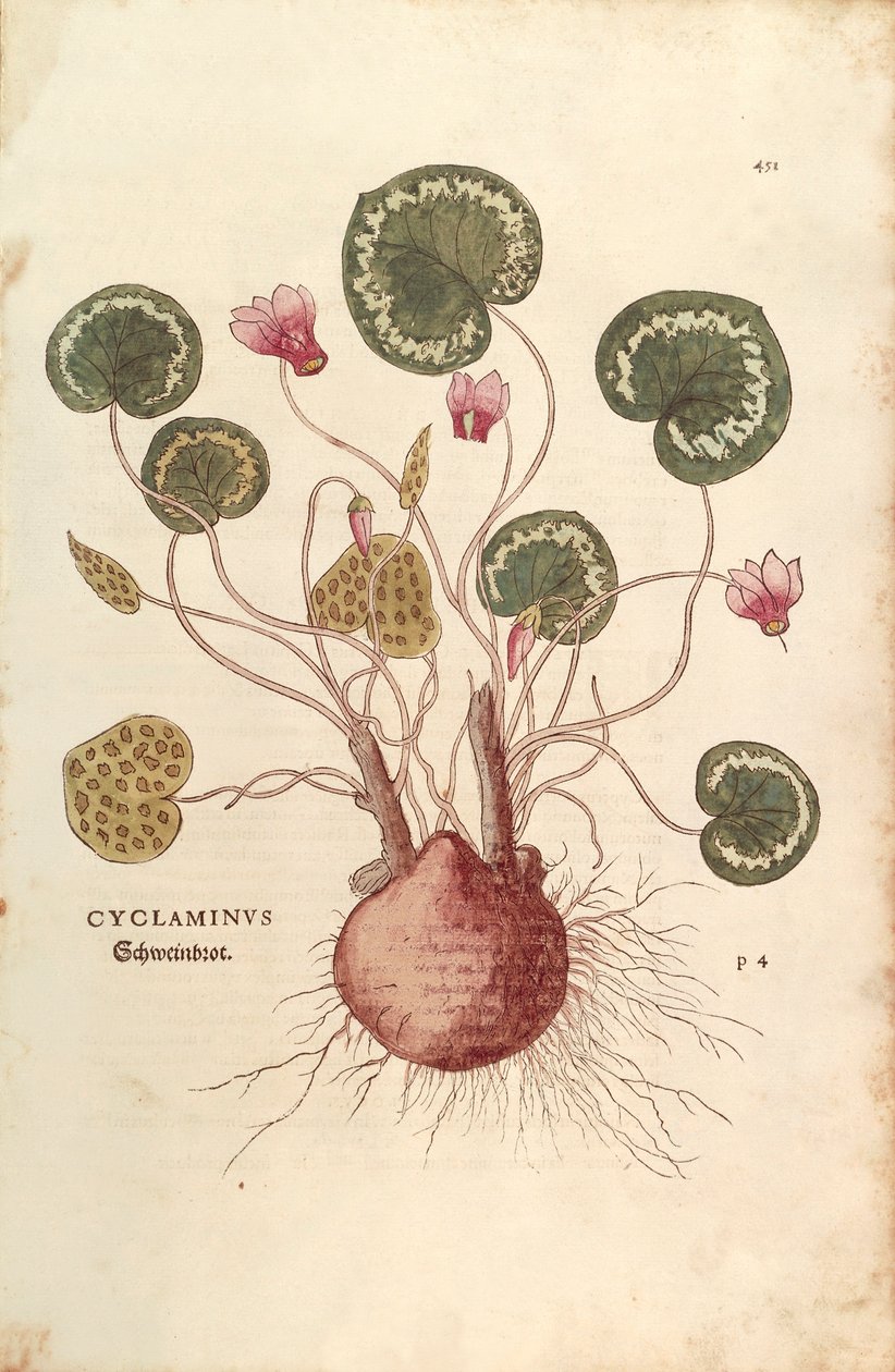 Cyclamen (Cyclaminus) av Leonhart Fuchs från De historia stirpium commentarii insignes (Anmärkningsvärda kommentarer om växternas historia) färggravyr av Leonhard Fuchs