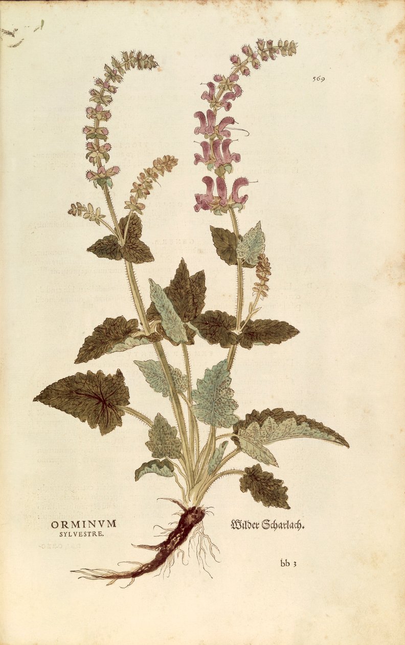 Dragonmouth (Horminum eller Orminum sylvestre) av Leonhart Fuchs från De historia stirpium commentarii insignes (Anmärkningsvärda kommentarer om växternas historia), färgstickad gravyr av Leonhard Fuchs