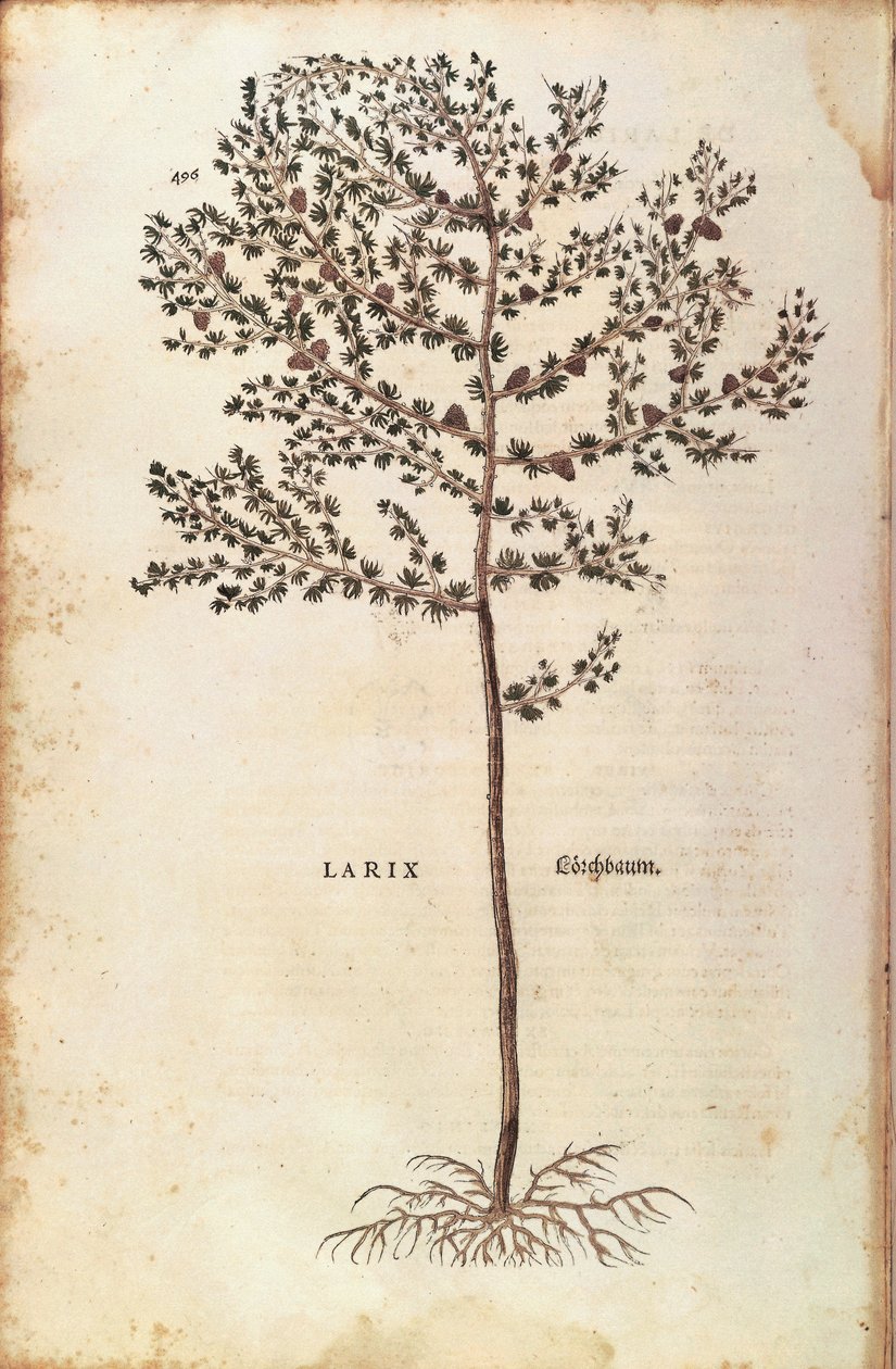 Europeisk lärk (Larix decidua) av Leonhart Fuchs från De historia stirpium commentarii insignes (Anmärkningsvärda kommentarer om växternas historia) färgstick av Leonhard Fuchs