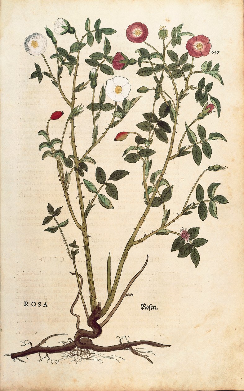 Vintergrön ros (Rosa sempervirens) av Leonhart Fuchs från De historia stirpium commentarii insignes (Notable Commentaries on the History of Plants), färgad gravyr av Leonhard Fuchs