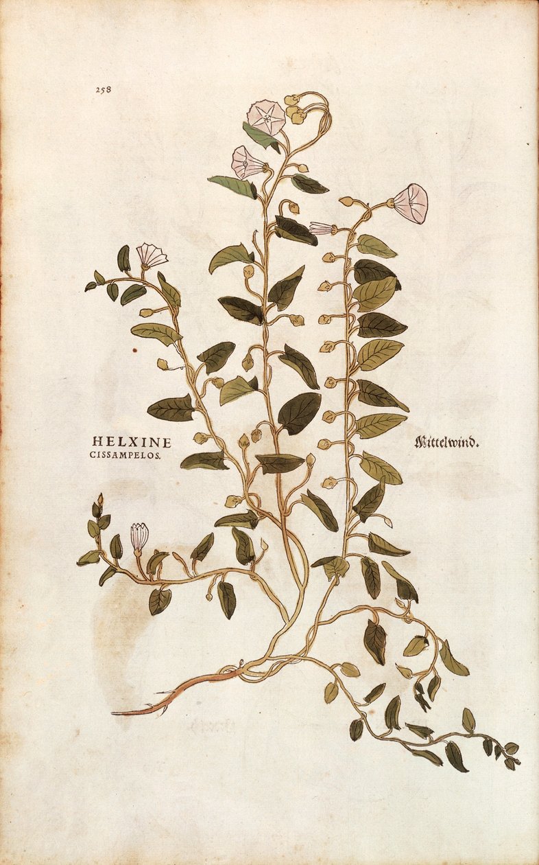 Åkerbinda - Convolvulus arvensis (Helxine cissampelos) av Leonhart Fuchs från De historia stirpium commentarii insignes (Anmärkningsvärda kommentarer om växternas historia) färgstick av Leonhard Fuchs