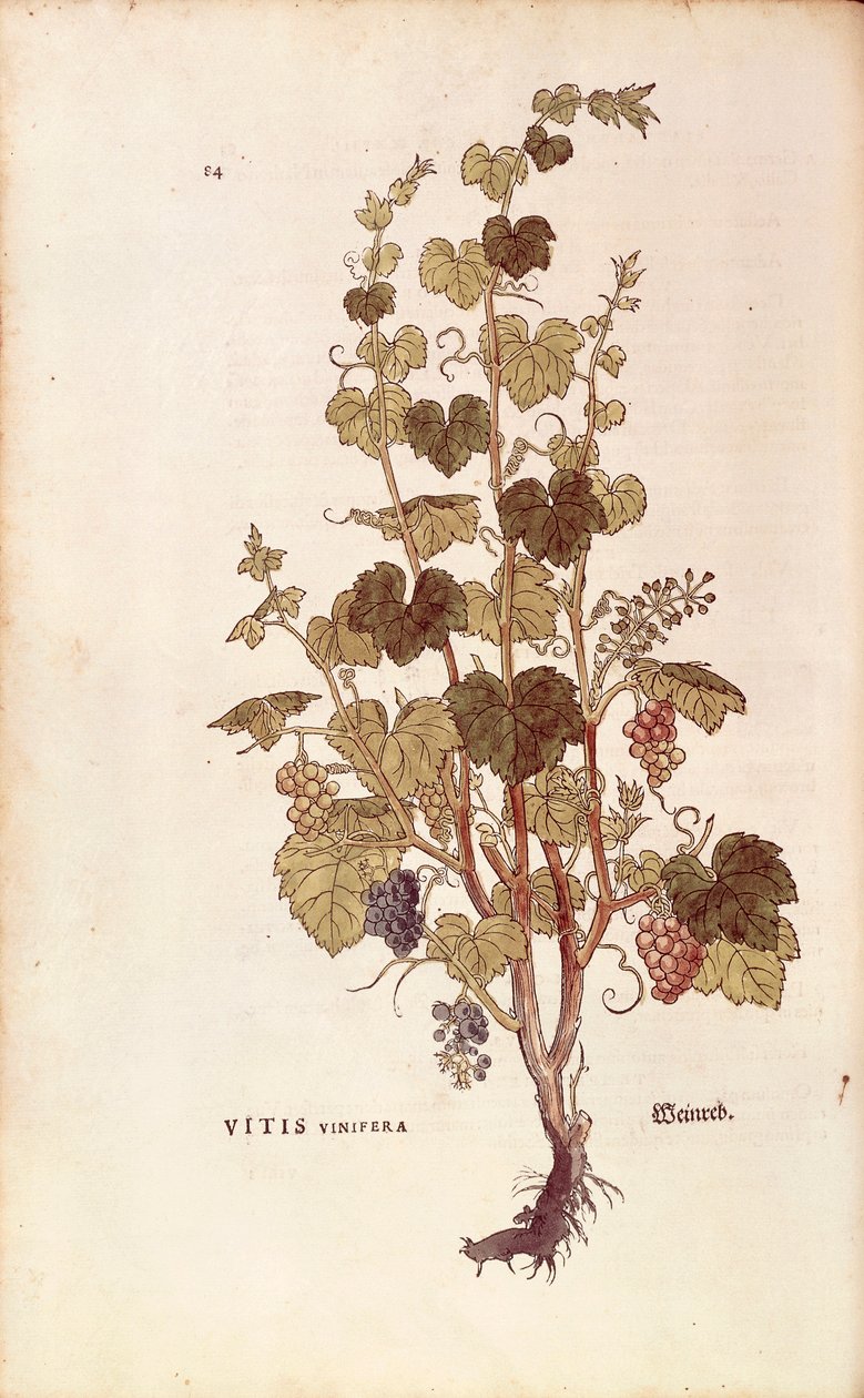 Grape vine (Vitis vinifera) av Leonhart Fuchs från De historia stirpium commentarii insignes (Anmärkningsvärda kommentarer om växternas historia), färgad gravyr av Leonhard Fuchs