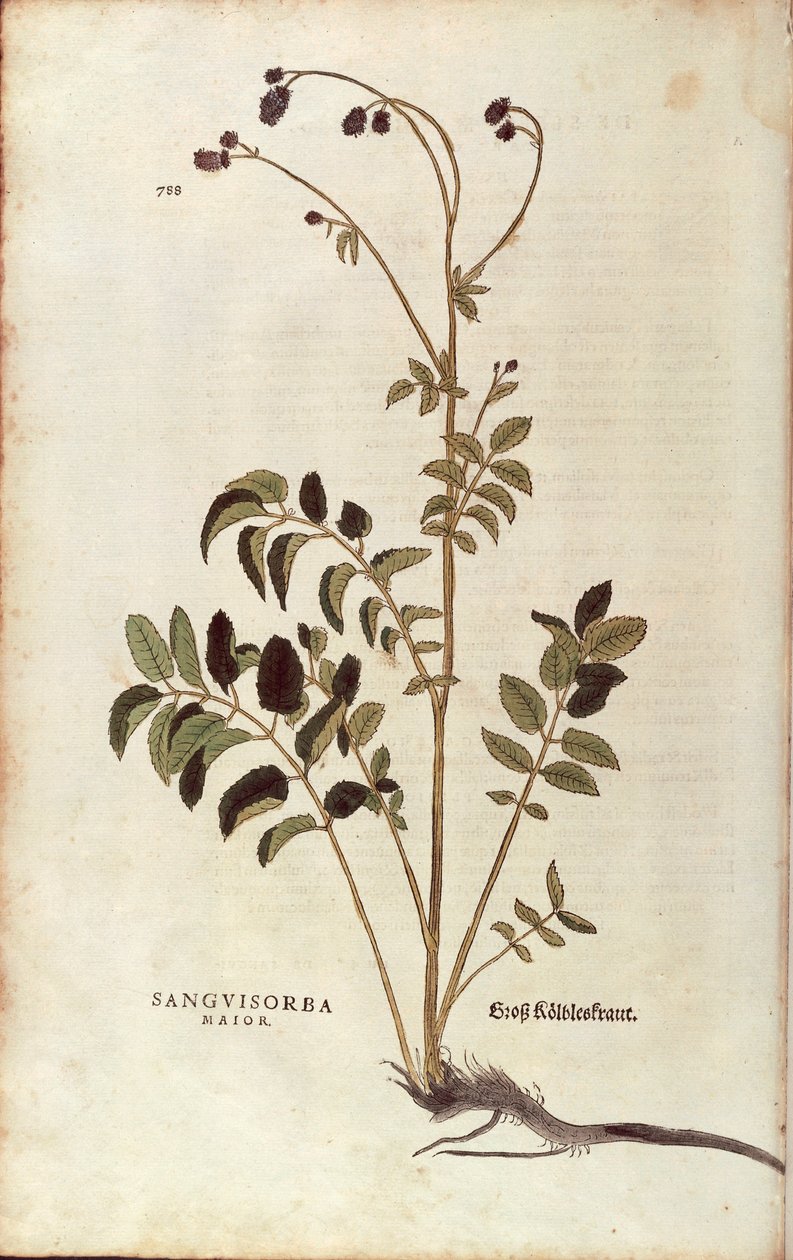 Stor brännskada - Sanguisorba officinalis (Sanguisorba major) av Leonhart Fuchs från De historia stirpium commentarii insignes (Anmärkningsvärda kommentarer om växternas historia) färggravyr av Leonhard Fuchs