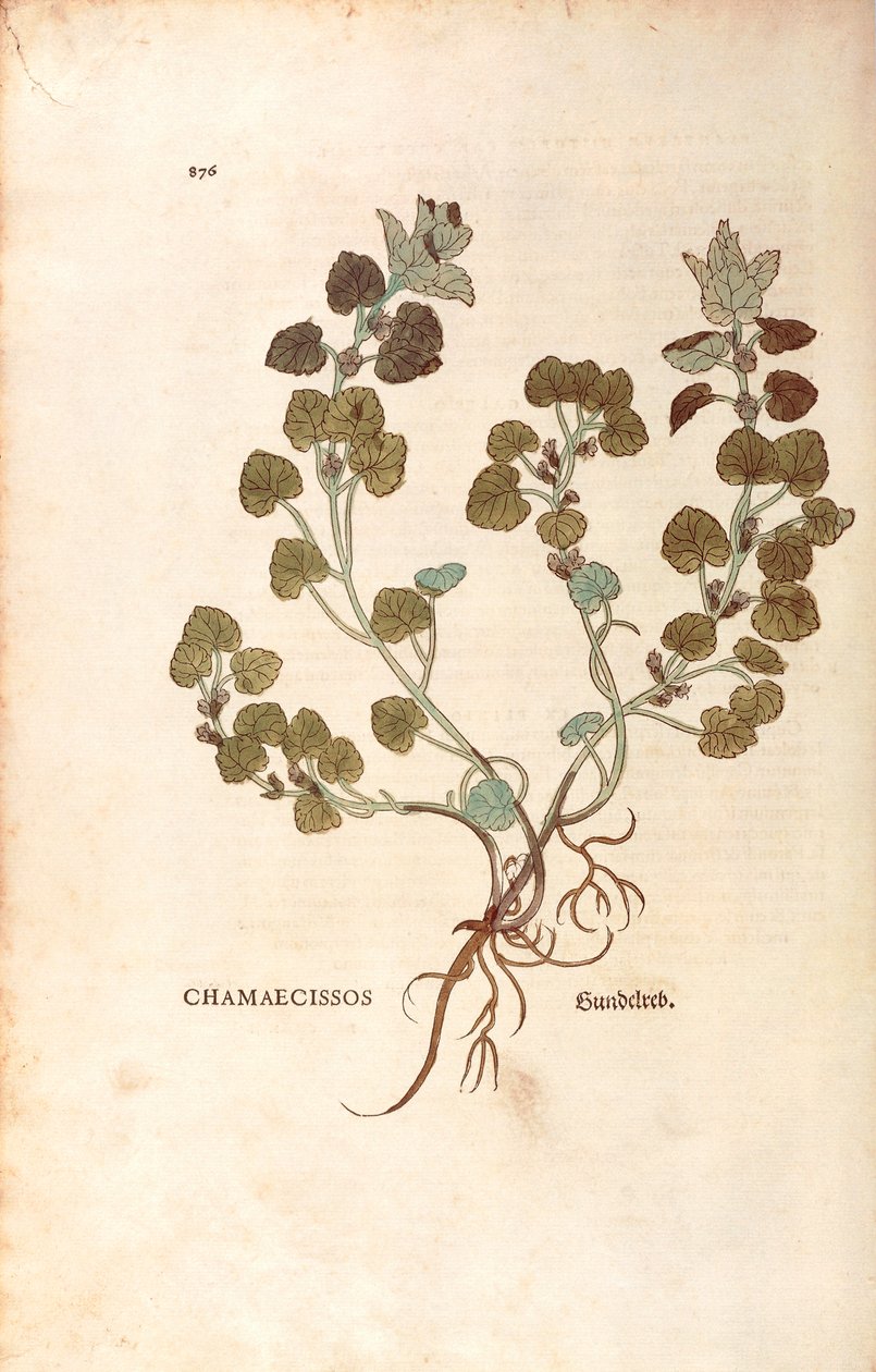 Jordmurgröna - Glechoma hederacea (Chamaecissos) av Leonhart Fuchs från De historia stirpium commentarii insignes (Anmärkningsvärda kommentarer om växternas historia), färgstickad gravyr av Leonhard Fuchs